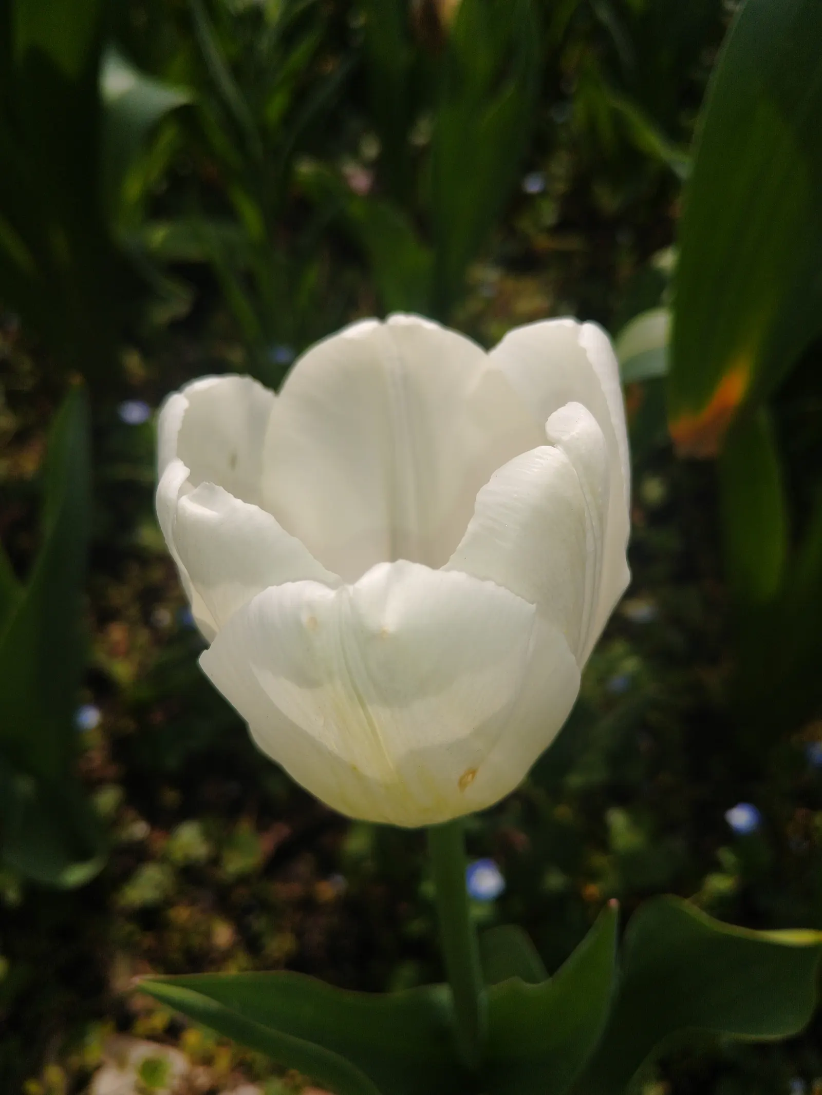 Garden Tulip (Tulipa Hybrids) — landscape designs should account for the post-bloom period; roughly 4 to 6 inches deep and 3 to 6 inches apart, image 68