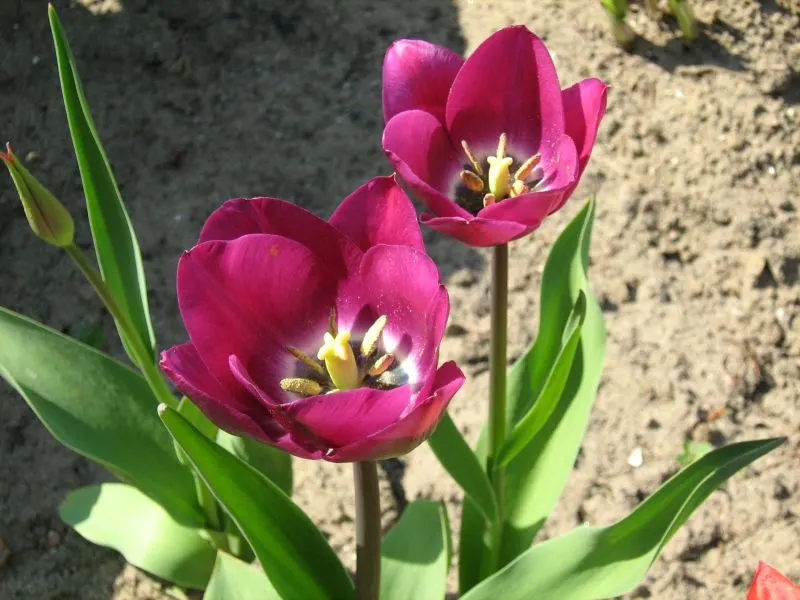 Garden Tulip (Tulipa Hybrids) — Plant in autumn for a vibrant spring display; cup-shaped blooms atop sturdy stems, image 100