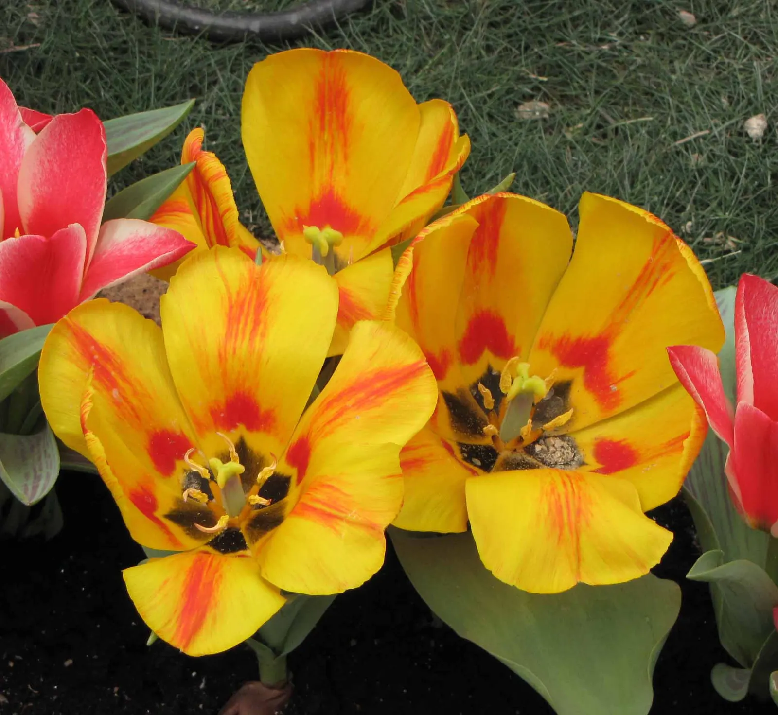 Garden Tulip (Tulipa Hybrids) — The blooms can measure up to 6 inches in diameter when fully open; dependent on the variety and growing conditions, image 133