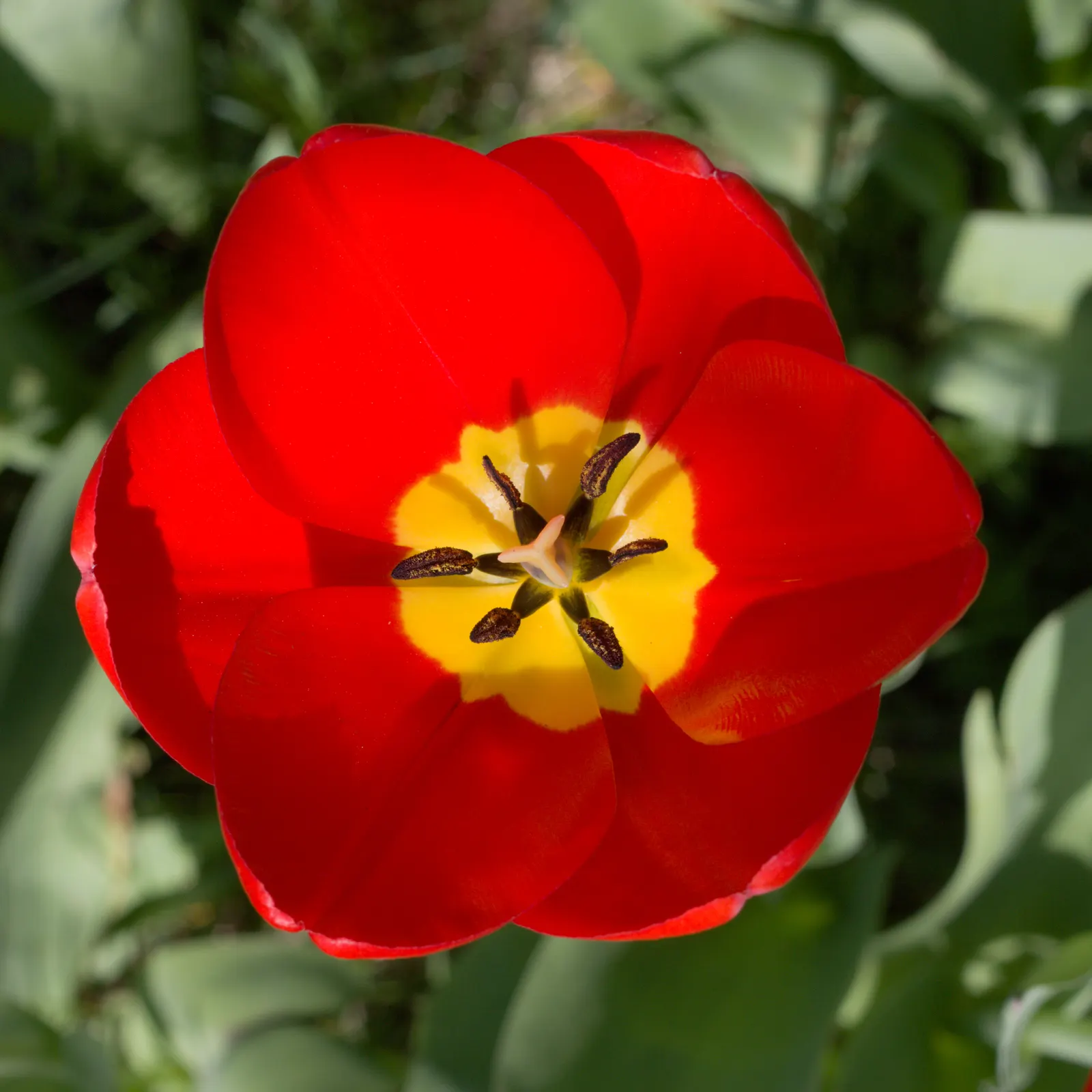 Garden Tulip (Tulipa Hybrids) — sometimes fringed flowers; garden Tulips are excellent for mass plantings, borders, or as a striking focal point when grouped