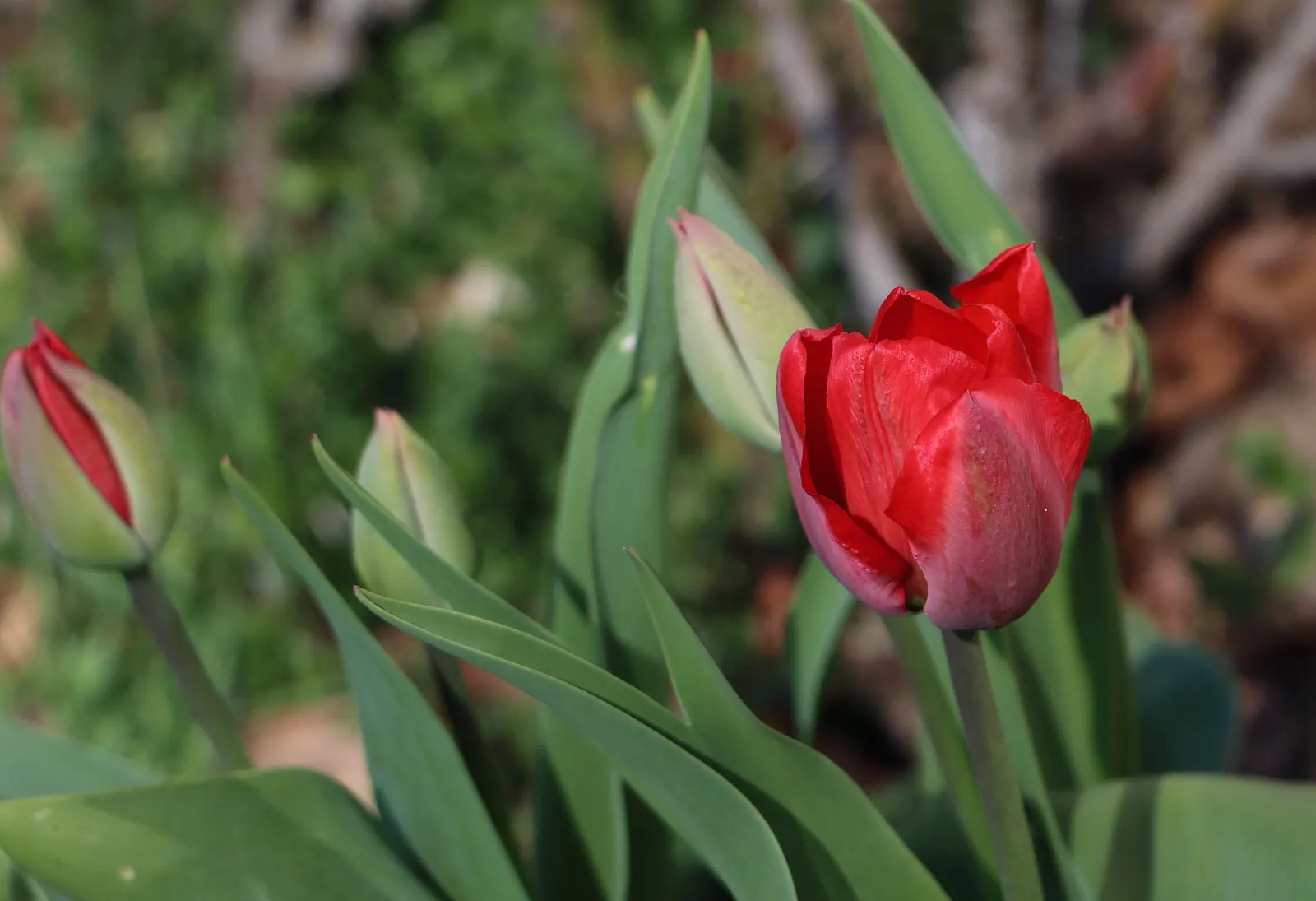 Garden Tulip (Tulipa Hybrids) — multi-colored and pink flowers in the garden; a treasure in any landscape design, image 94