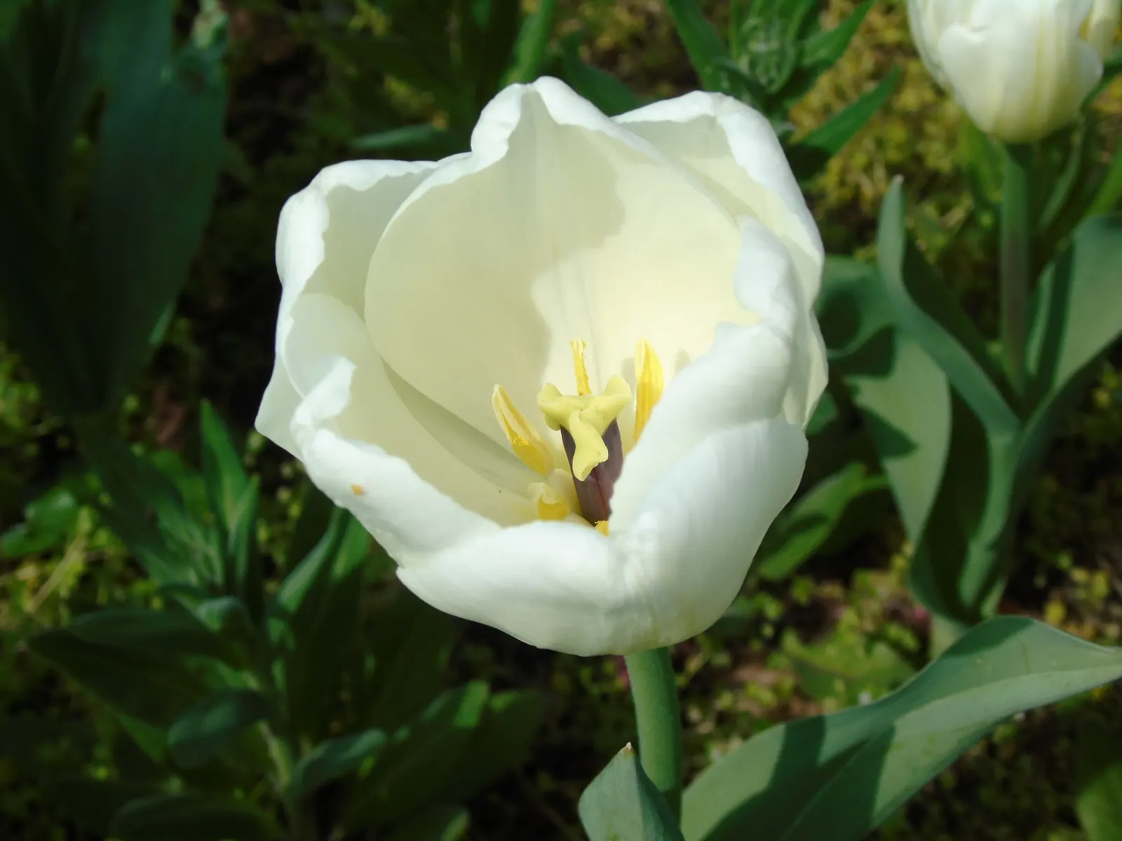 Garden Tulip (Tulipa Hybrids) — multi-colored and pink flowers in the garden; a treasure in any landscape design