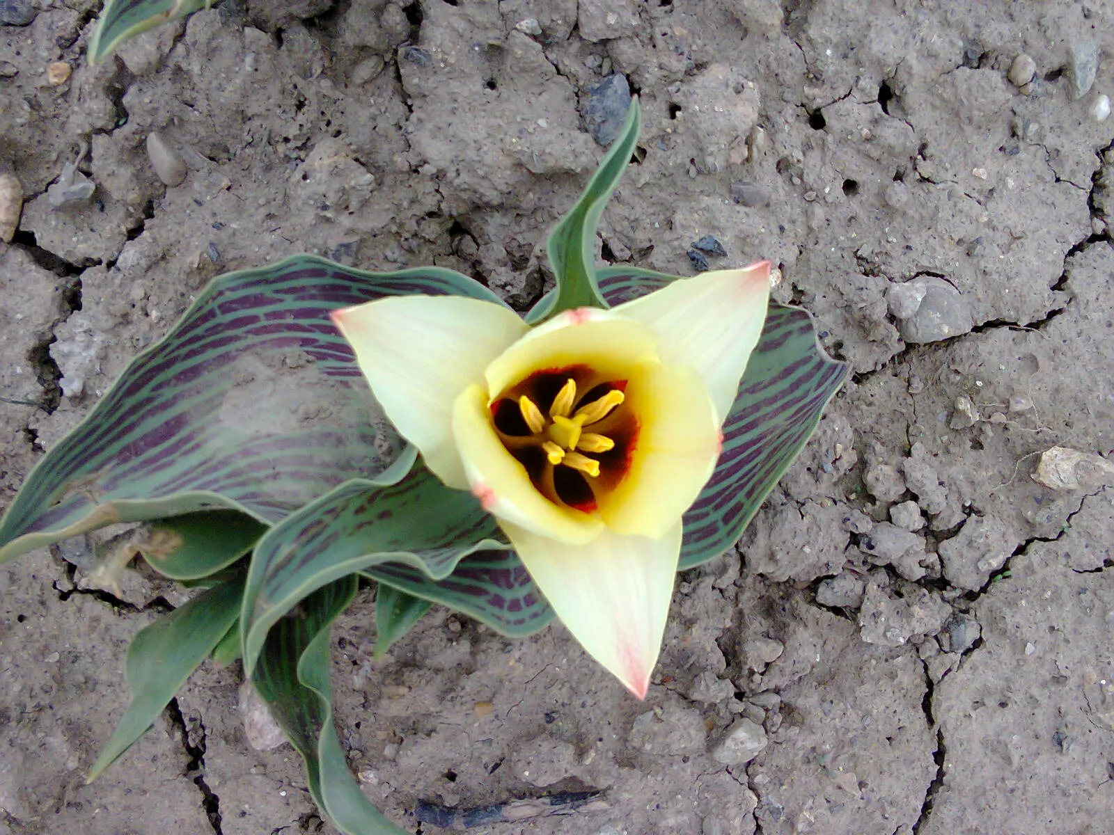 Garden Tulip (Tulipa Hybrids) — dependent on the variety and growing conditions; the blooms can measure up to 6 inches in diameter when fully open, image 136