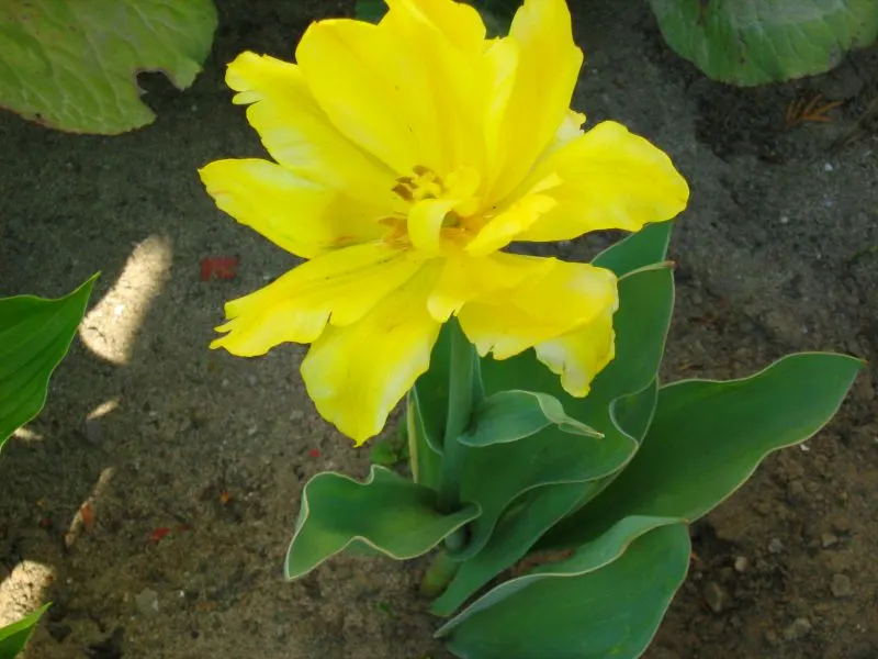 Garden Tulip (Tulipa Hybrids) — roughly 4 to 6 inches deep and 3 to 6 inches apart