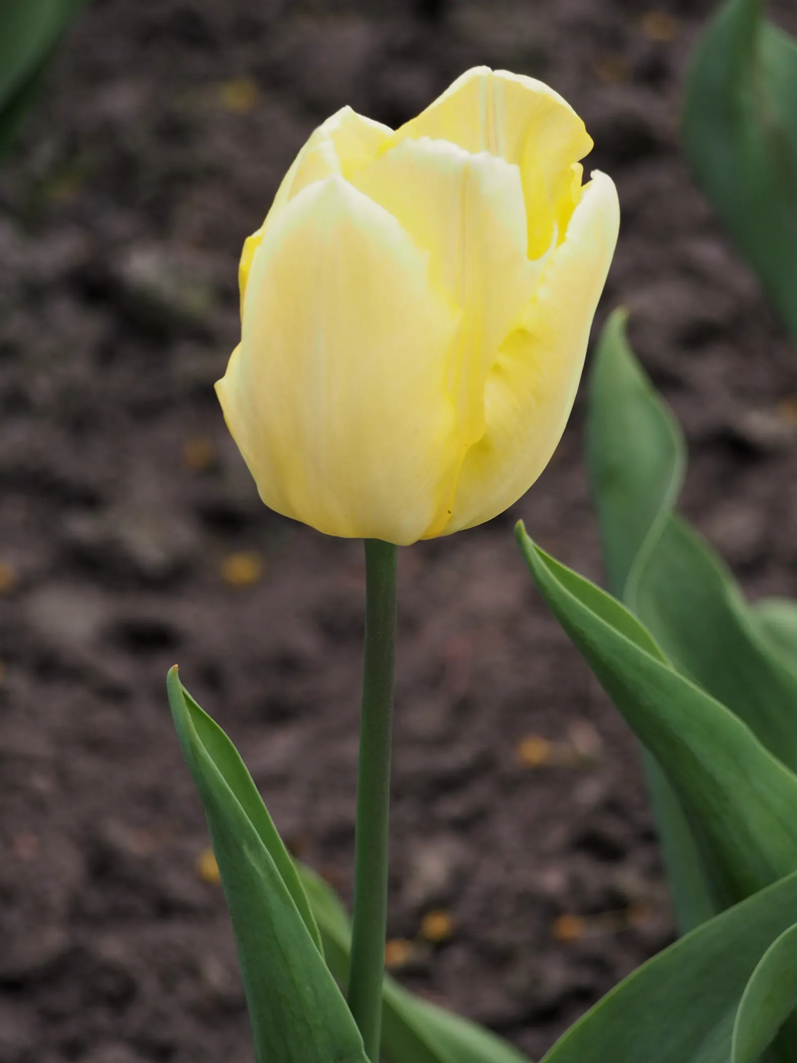Garden Tulip (Tulipa Hybrids) — Blooming typically occurs from early to late spring; they add a burst of color and can be coordinated for thematic, image 63