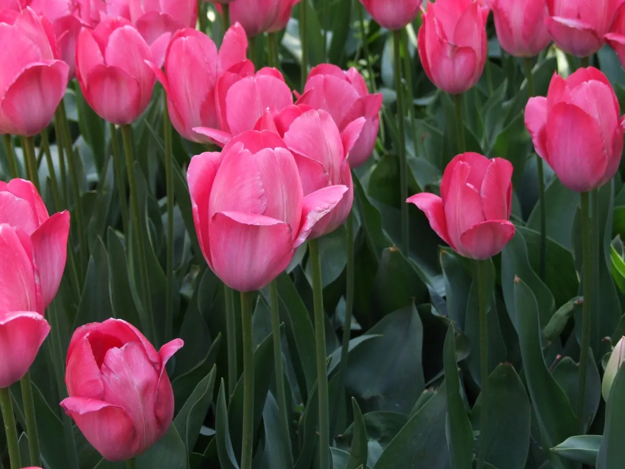 Garden Tulip (Tulipa Hybrids) — dependent on the variety and growing conditions; the blooms can measure up to 6 inches in diameter when fully open