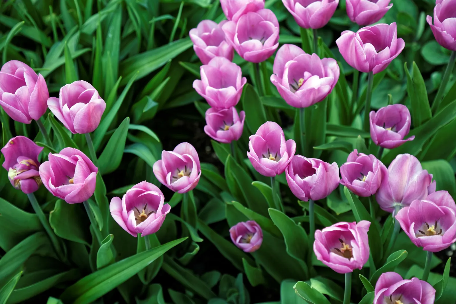 Garden Tulip (Tulipa Hybrids) — garden tulips typically reach a height of 10 to 28 inches; hardiness zones vary per variety, typically 3-8, image 104