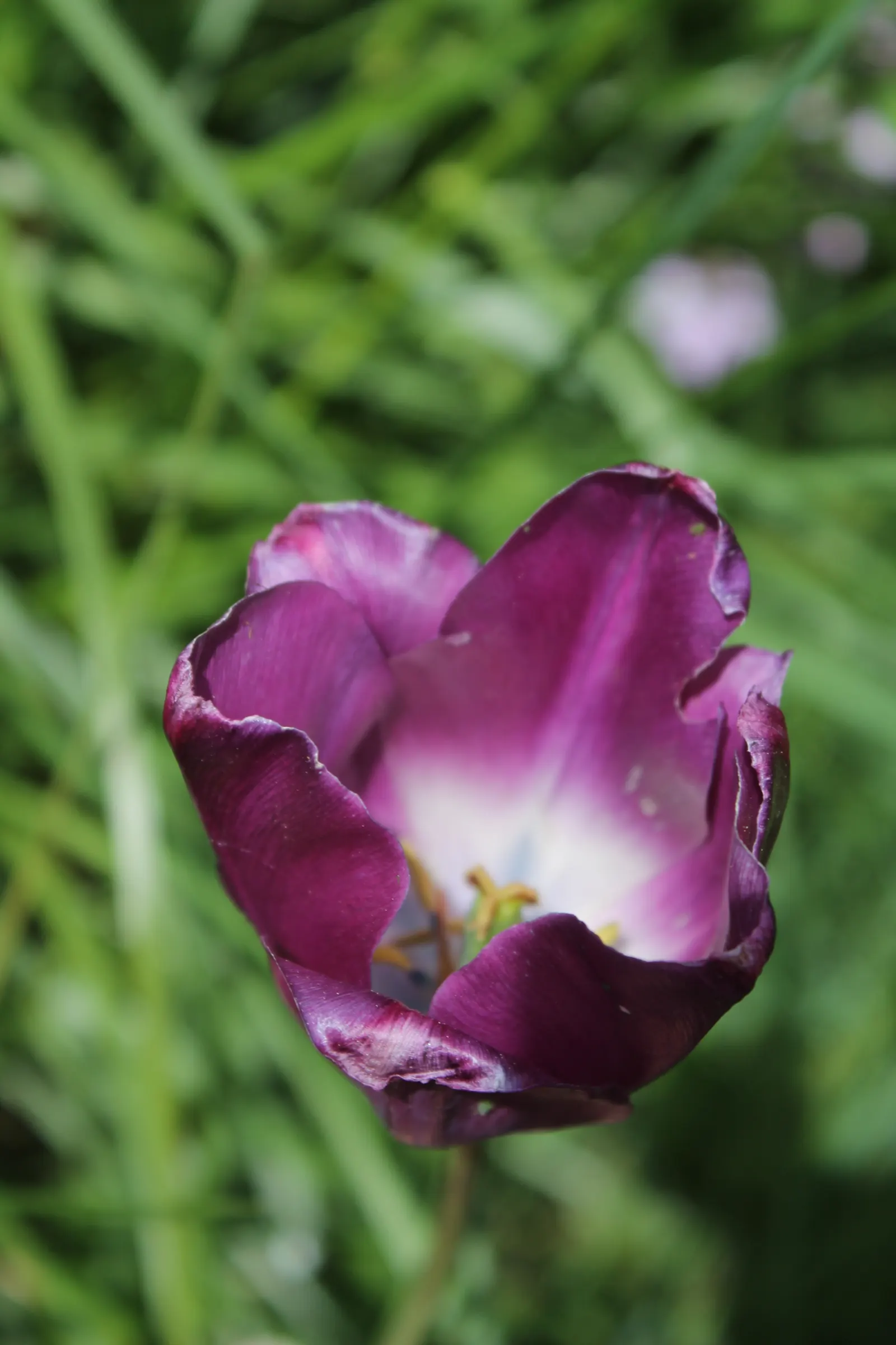 Garden Tulip (Tulipa Hybrids) — bulb with multi-colored and pink blooms; making them a true centerpiece in garden compositions, image 119