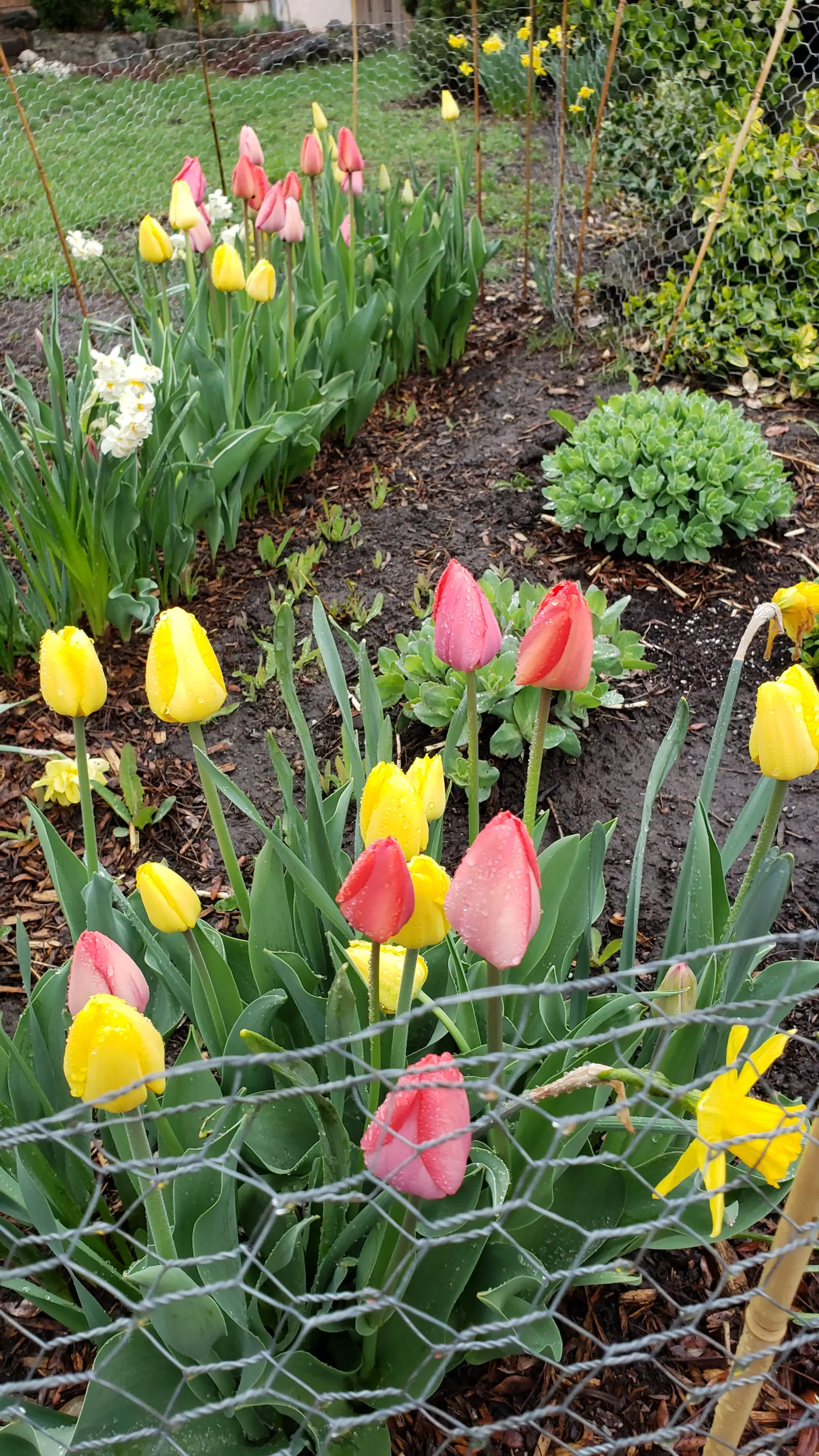Garden Tulip (Tulipa Hybrids) — garden tulips typically reach a height of 10 to 28 inches; hardiness zones vary per variety, typically 3-8