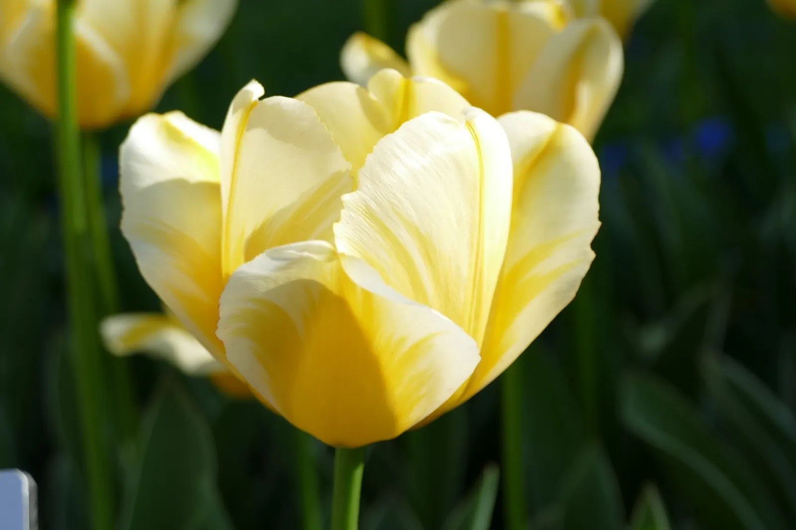 Garden Tulip (Tulipa Hybrids) — multi-colored and pink flowers in the garden; a treasure in any landscape design, image 142