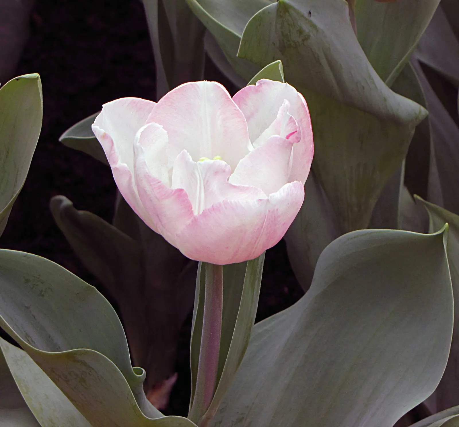 Garden Tulip (Tulipa Hybrids) — bulb with multi-colored and pink blooms; making them a true centerpiece in garden compositions, image 71