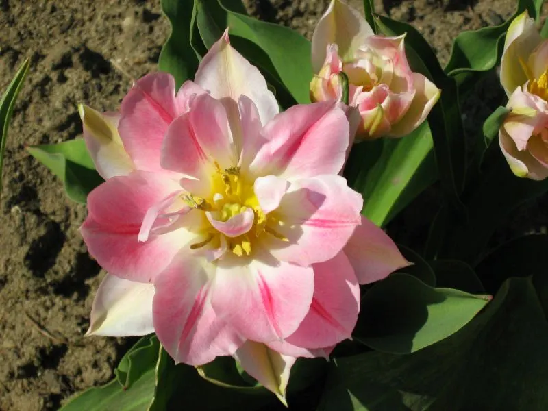 Garden Tulip (Tulipa Hybrids) — Plant in autumn for a vibrant spring display; cup-shaped blooms atop sturdy stems, image 52