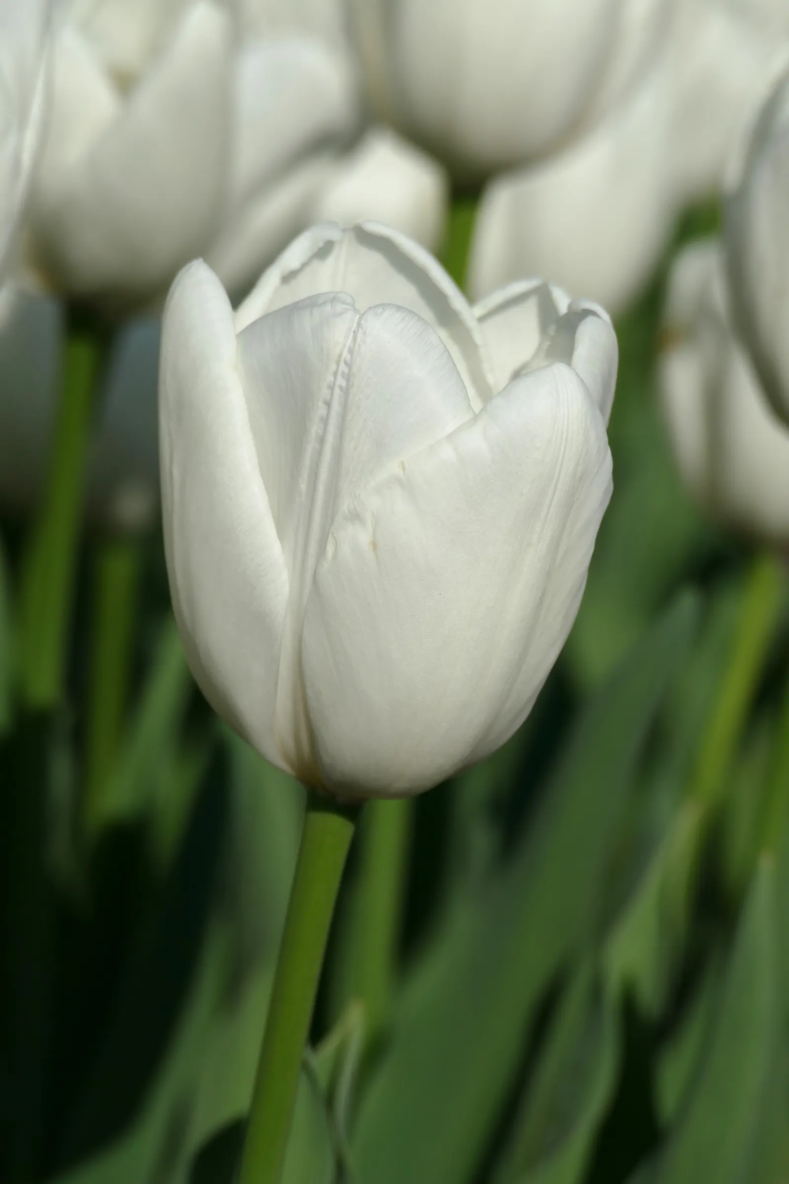 Garden Tulip (Tulipa Hybrids) — clear hues to multi-color blends and patterns; with their size varying according to the specific hybrid chosen, image 108