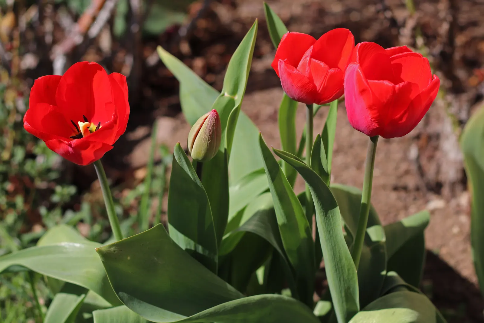 Garden Tulip (Tulipa Hybrids) — multi-colored and pink flowers in the garden; a treasure in any landscape design, image 70