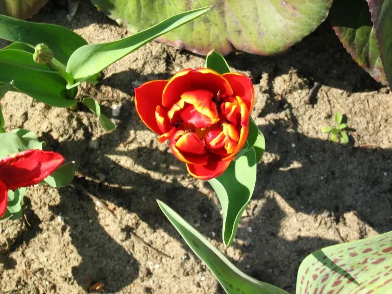 Garden Tulip (Tulipa Hybrids) — with their size varying according to the specific hybrid chosen; clear hues to multi-color blends and patterns, image 129