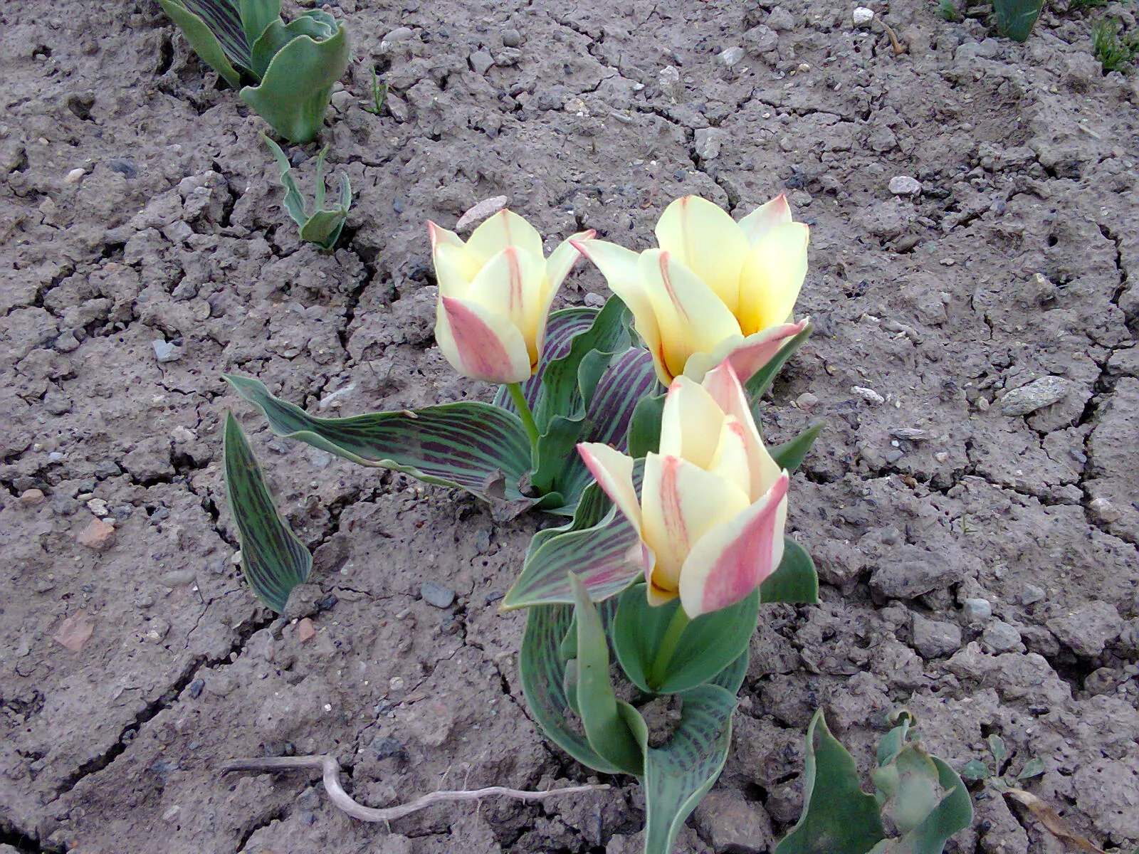 Garden Tulip (Tulipa Hybrids) — landscape designs should account for the post-bloom period; roughly 4 to 6 inches deep and 3 to 6 inches apart, image 116