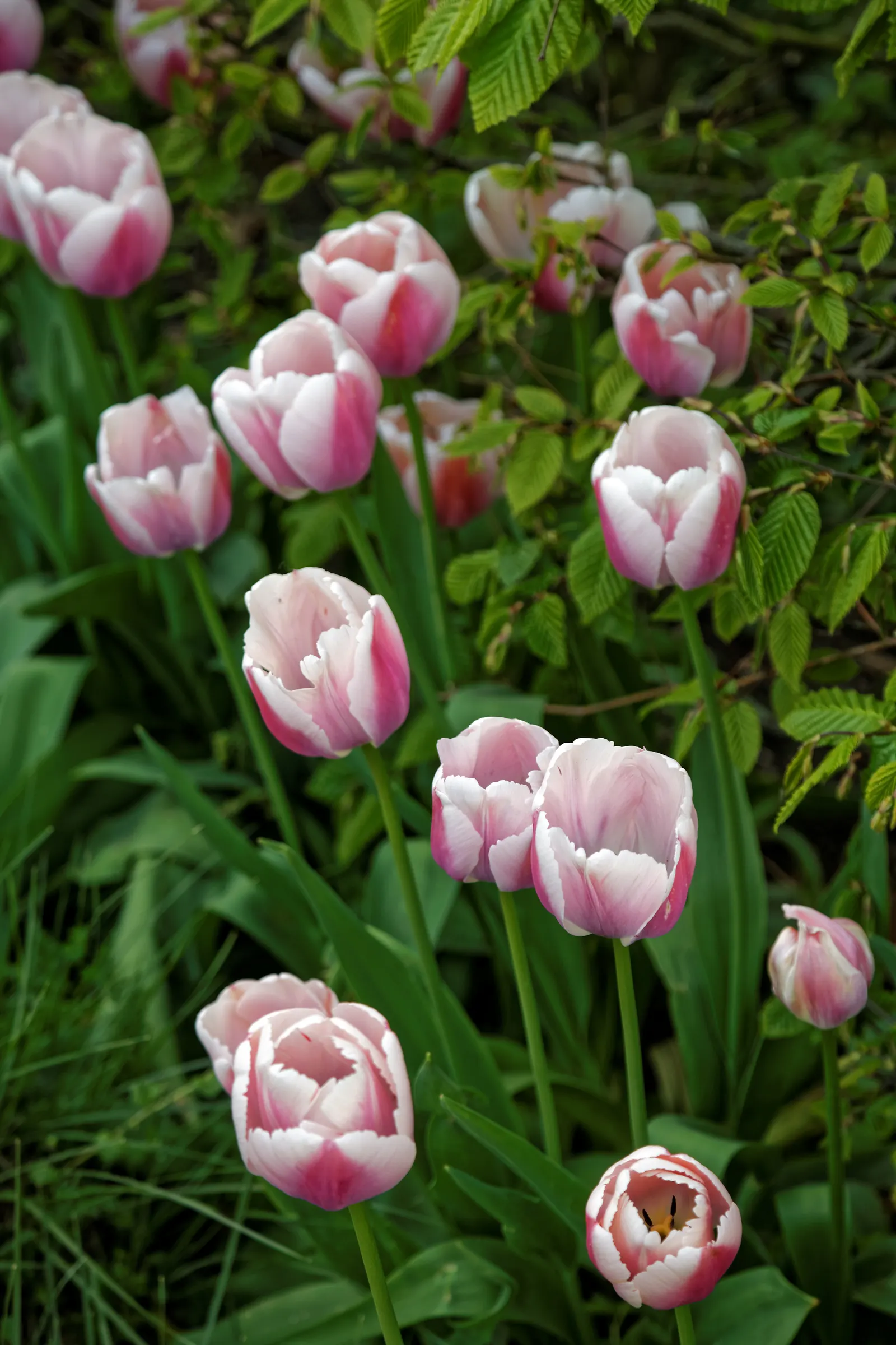 Garden Tulip (Tulipa Hybrids) — roughly 4 to 6 inches deep and 3 to 6 inches apart; landscape designs should account for the post-bloom period, image 89