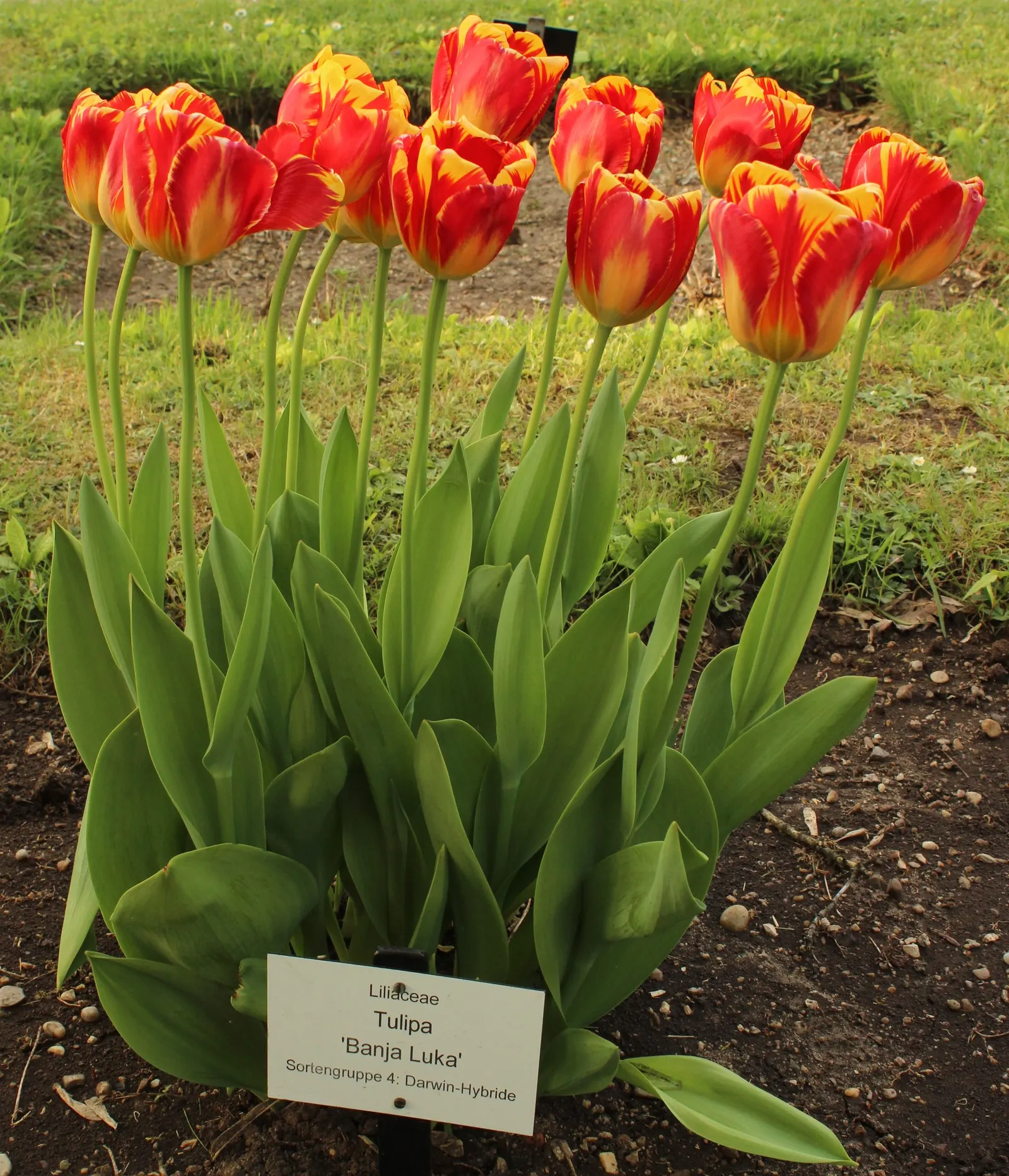 Garden Tulip (Tulipa Hybrids) — they add a burst of color and can be coordinated for thematic designs; blooming typically occurs from early to late, image 54