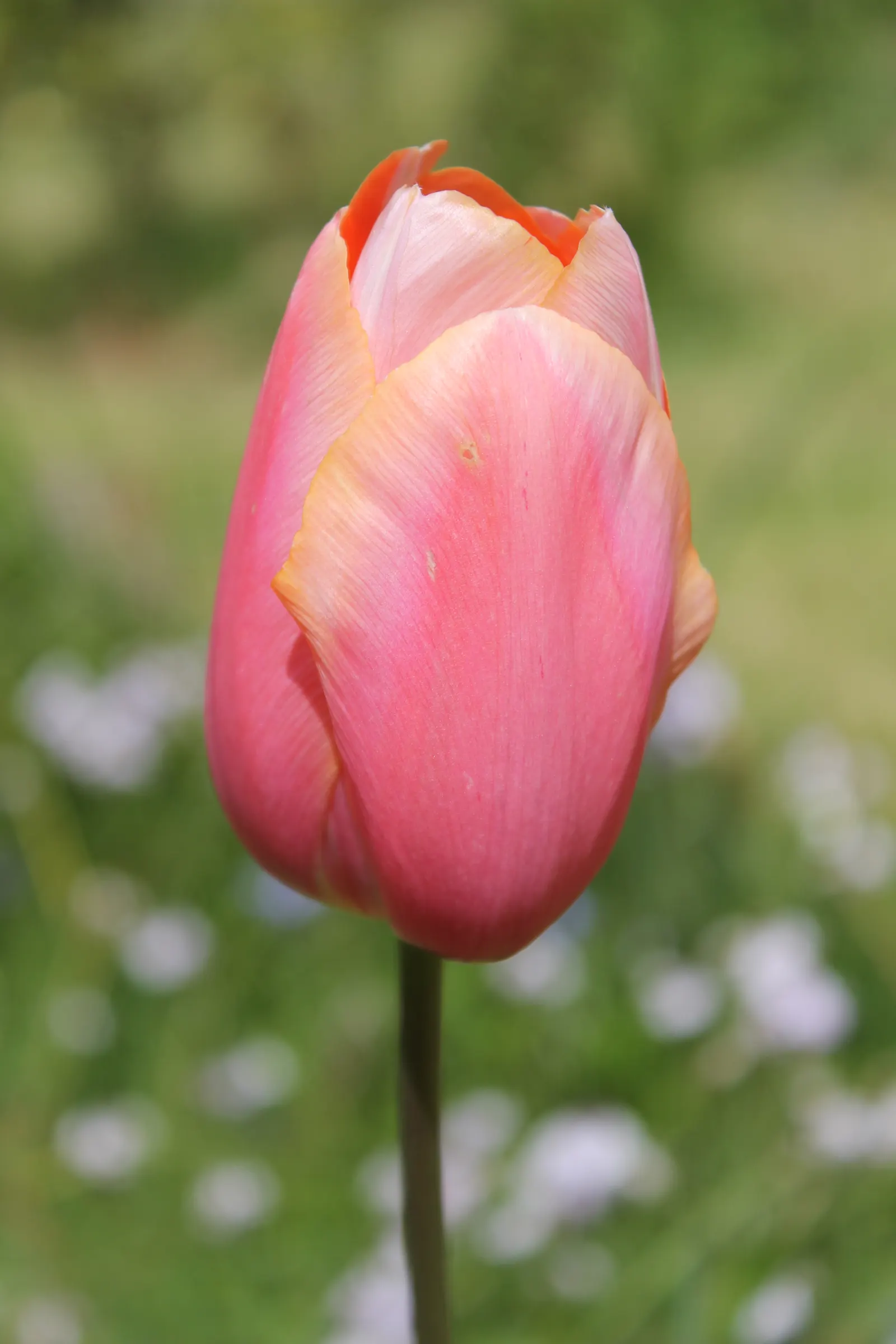 Garden Tulip (Tulipa Hybrids) — Hardiness zones vary per variety, typically 3-8