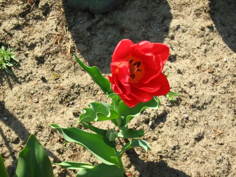 Garden Tulip (Tulipa Hybrids) — bulb for full; incorporating complementary plants that can sustain visual interest as tulip foliage retreats, image 144