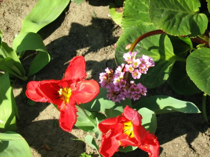 Garden Tulip (Tulipa Hybrids) — clear hues to multi-color blends and patterns; with their size varying according to the specific hybrid chosen, image 84