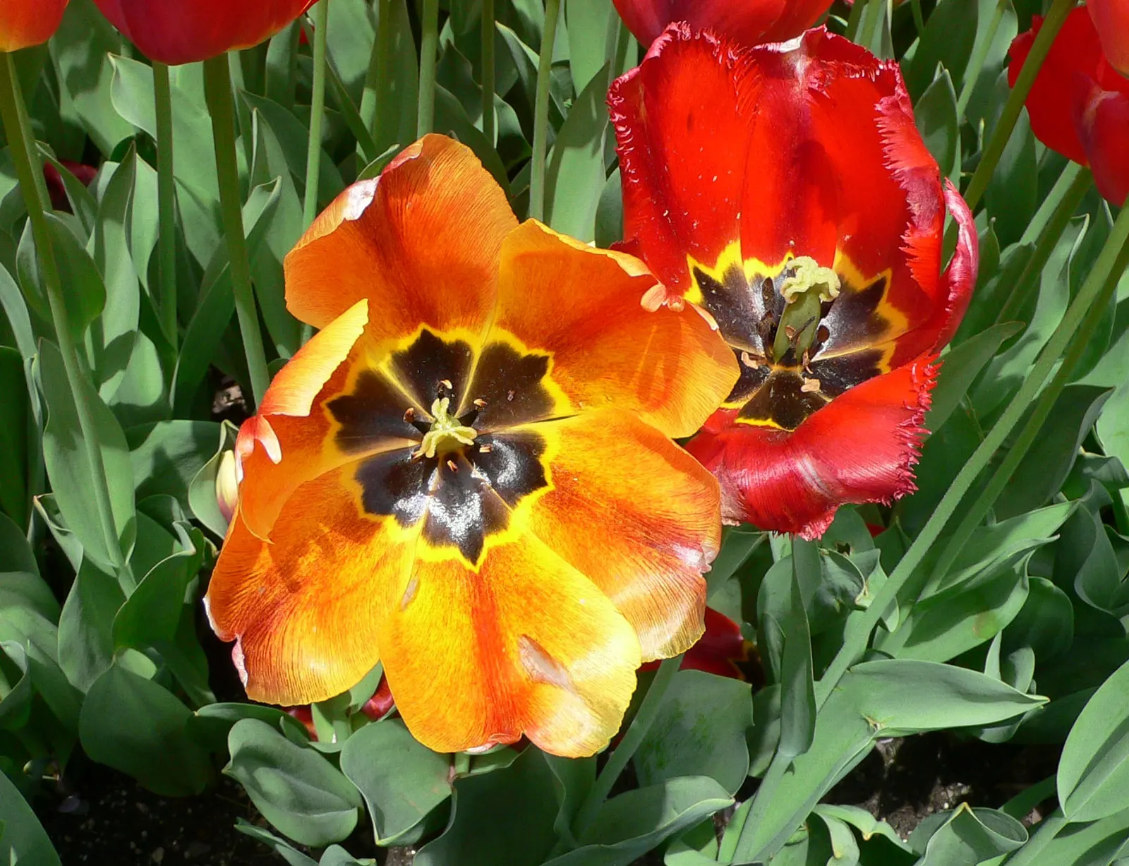 Garden Tulip (Tulipa Hybrids) — A treasure in any landscape design; multi-colored and pink flowers in the garden, image 103