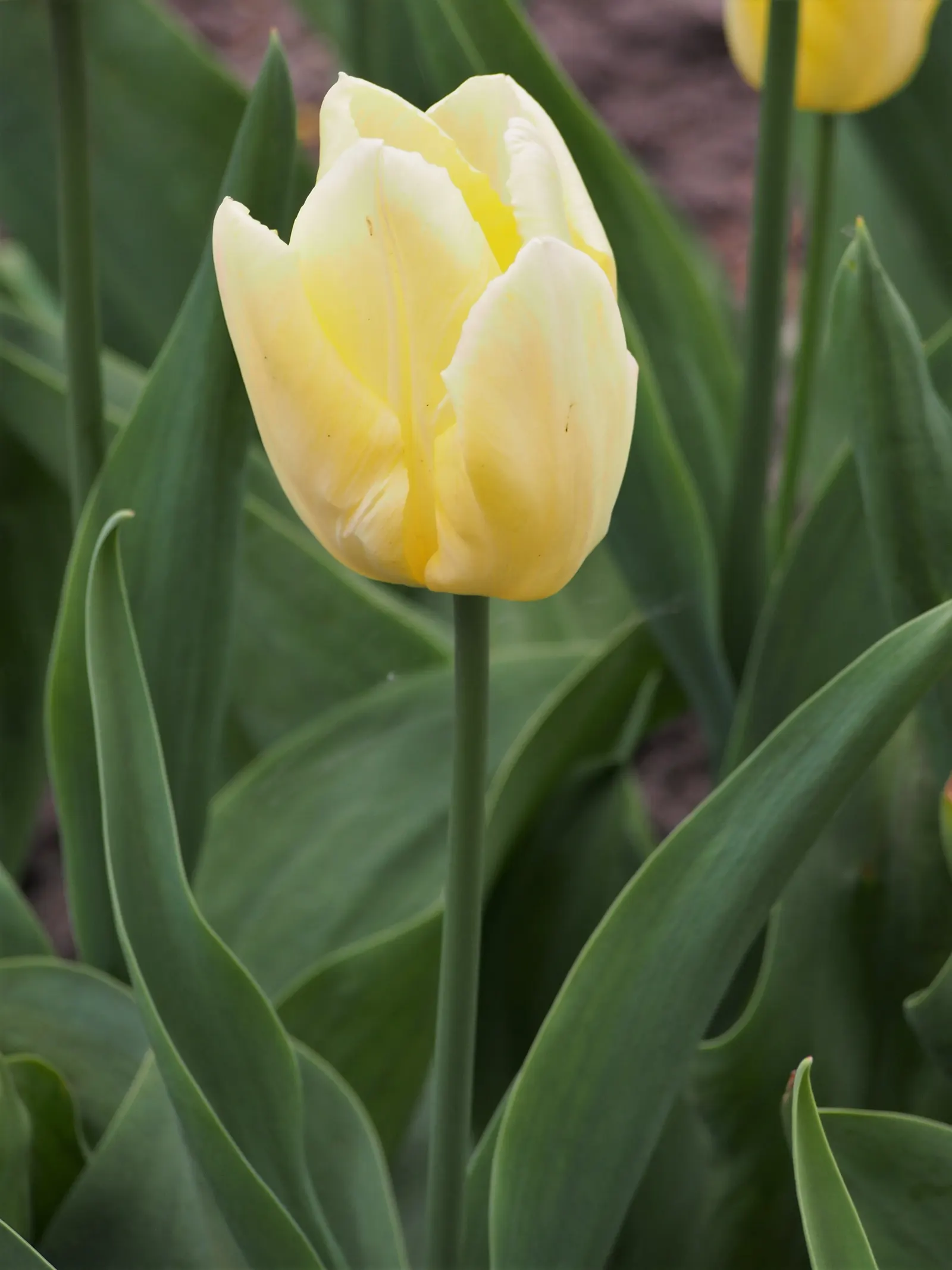 Garden Tulip (Tulipa Hybrids) — with their size varying according to the specific hybrid chosen; clear hues to multi-color blends and patterns, image 81