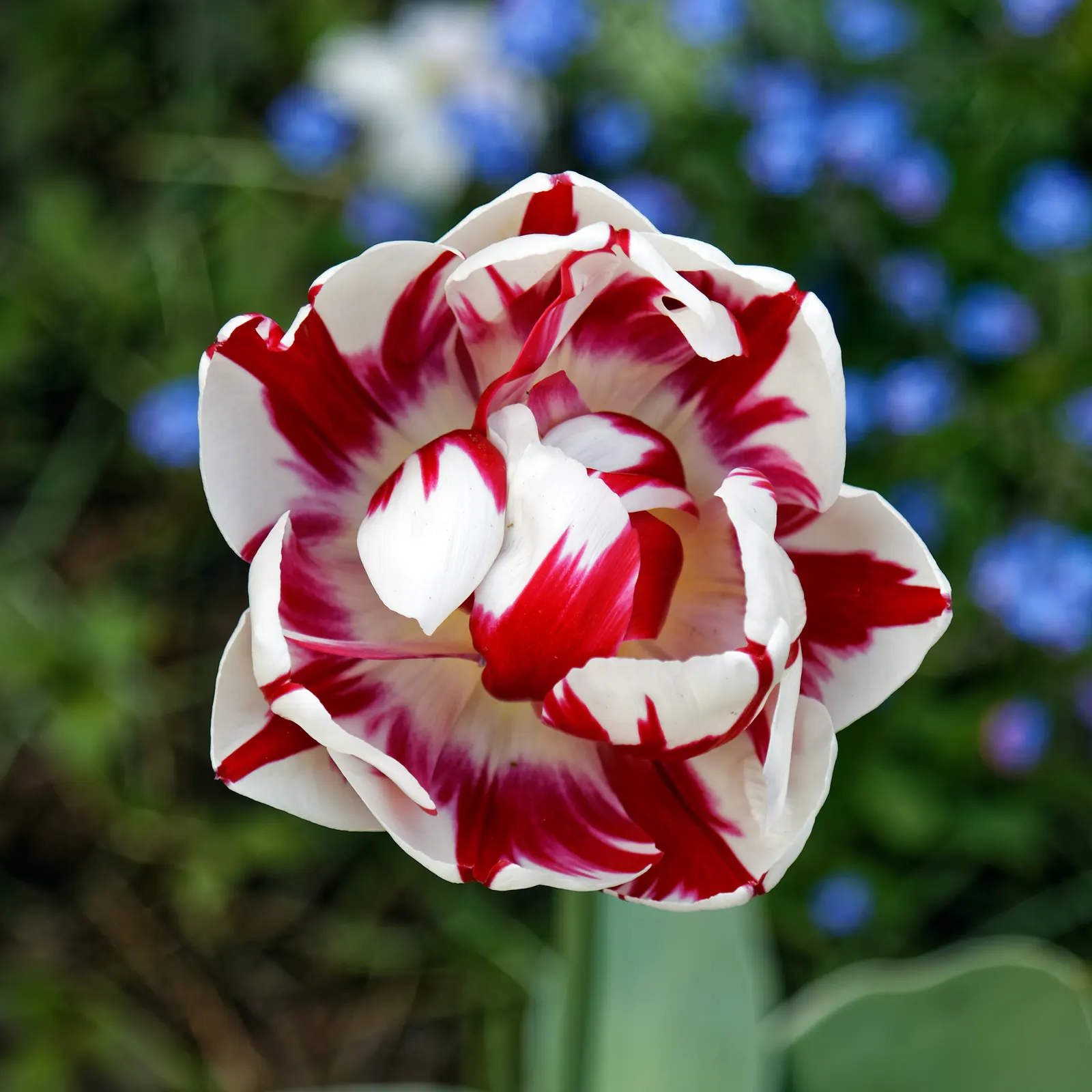 Garden Tulip (Tulipa Hybrids) — incorporating complementary plants that can sustain visual interest as tulip foliage retreats; bulb for full, image 69