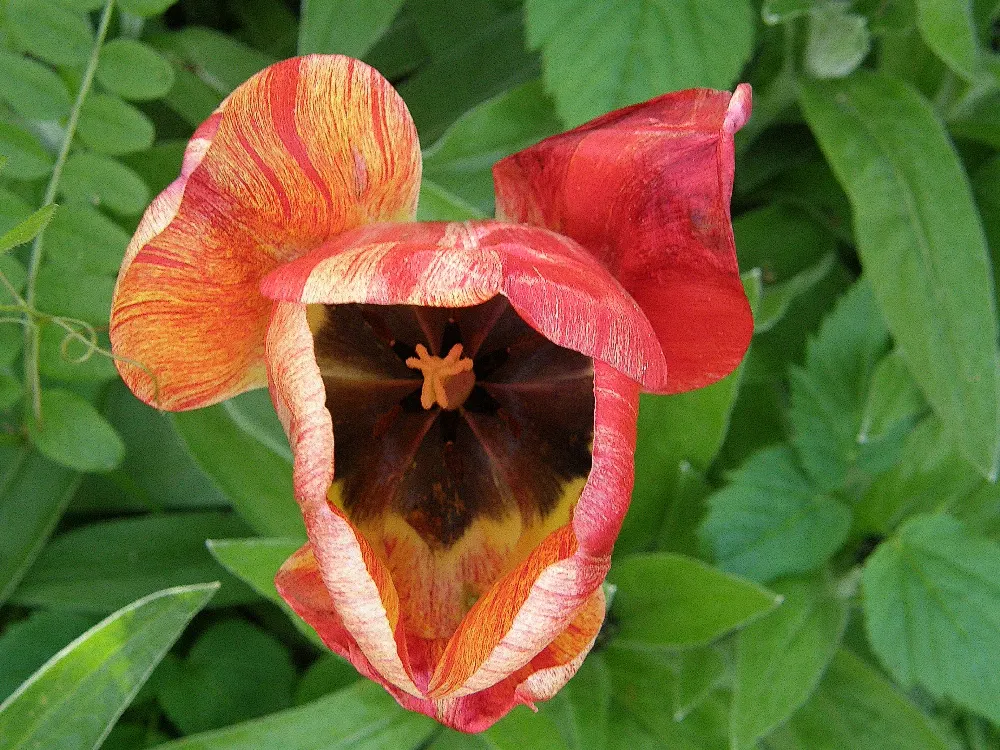 Garden Tulip (Tulipa Hybrids) — garden tulips typically reach a height of 10 to 28 inches; hardiness zones vary per variety, typically 3-8, image 80