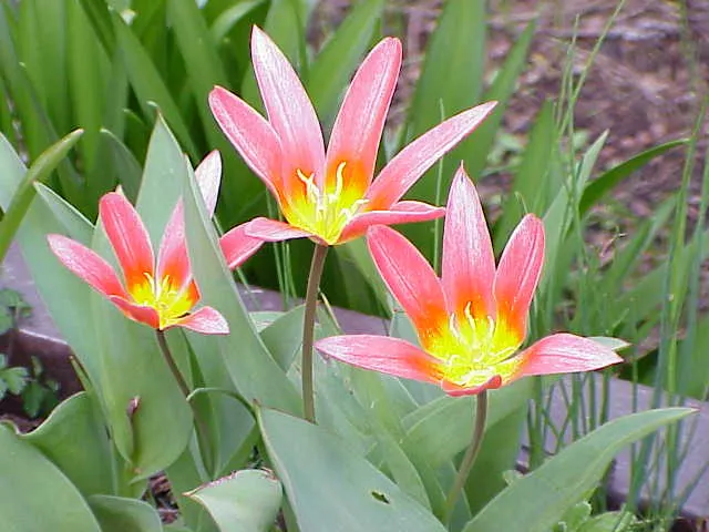 Garden Tulip (Tulipa Hybrids) — landscape designs should account for the post-bloom period