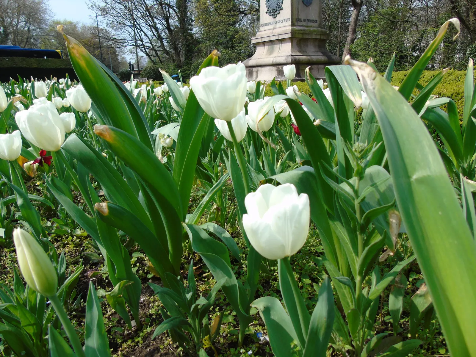 Garden Tulip (Tulipa Hybrids) — making them a true centerpiece in garden compositions