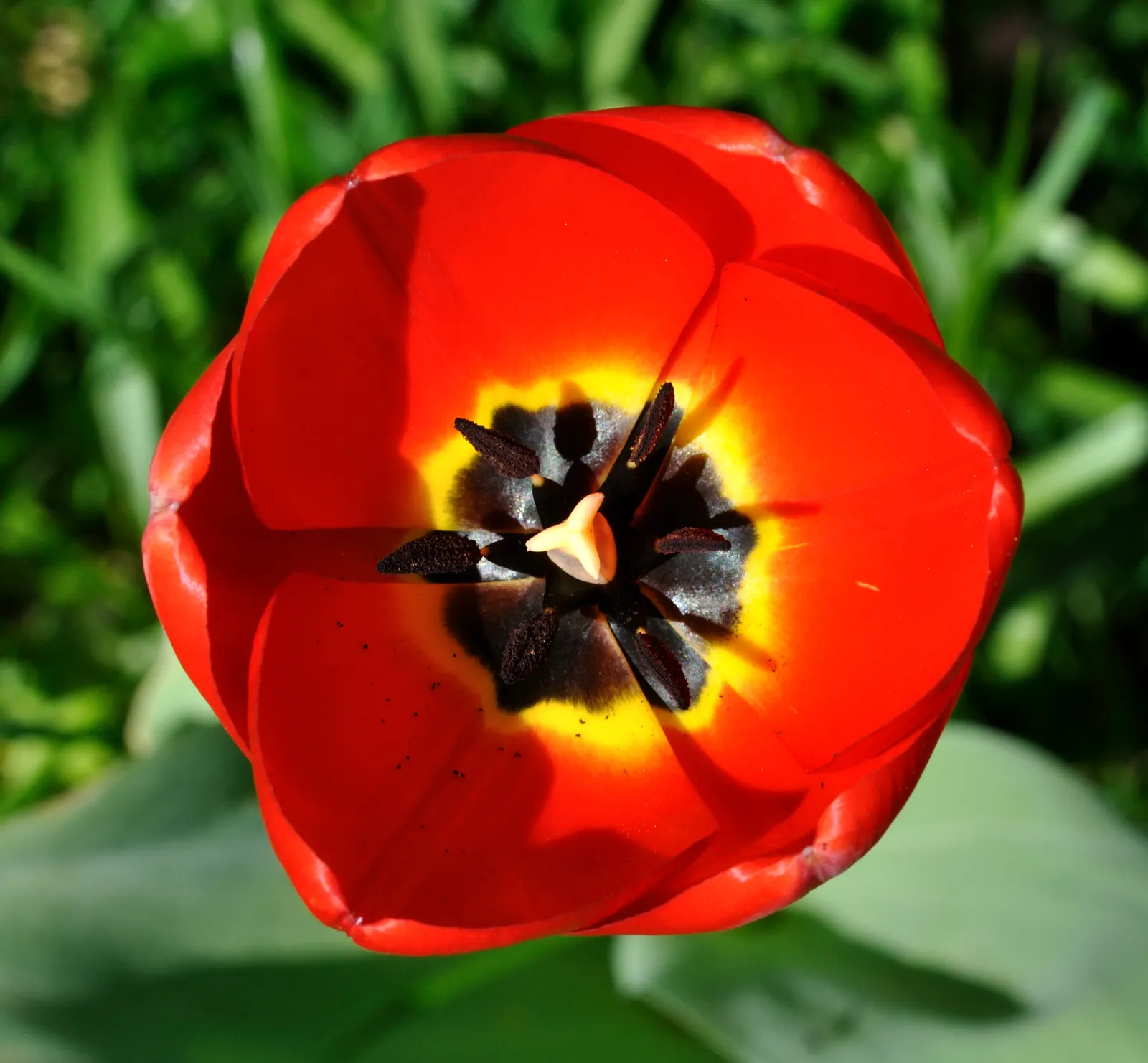 Garden Tulip (Tulipa Hybrids) — Plant in autumn for a vibrant spring display; cup-shaped blooms atop sturdy stems, image 76