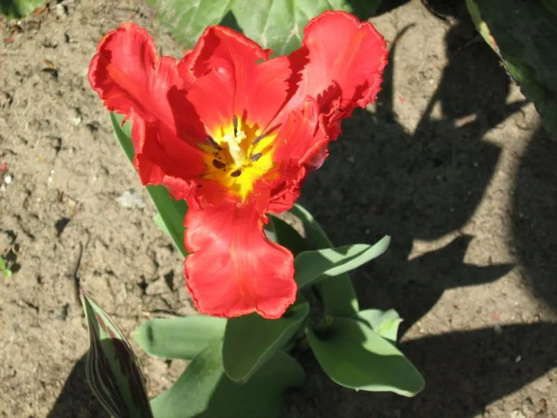 Garden Tulip (Tulipa Hybrids) — Garden Tulips are excellent for mass plantings, borders, or as a striking focal point when grouped in clusters; sometimes