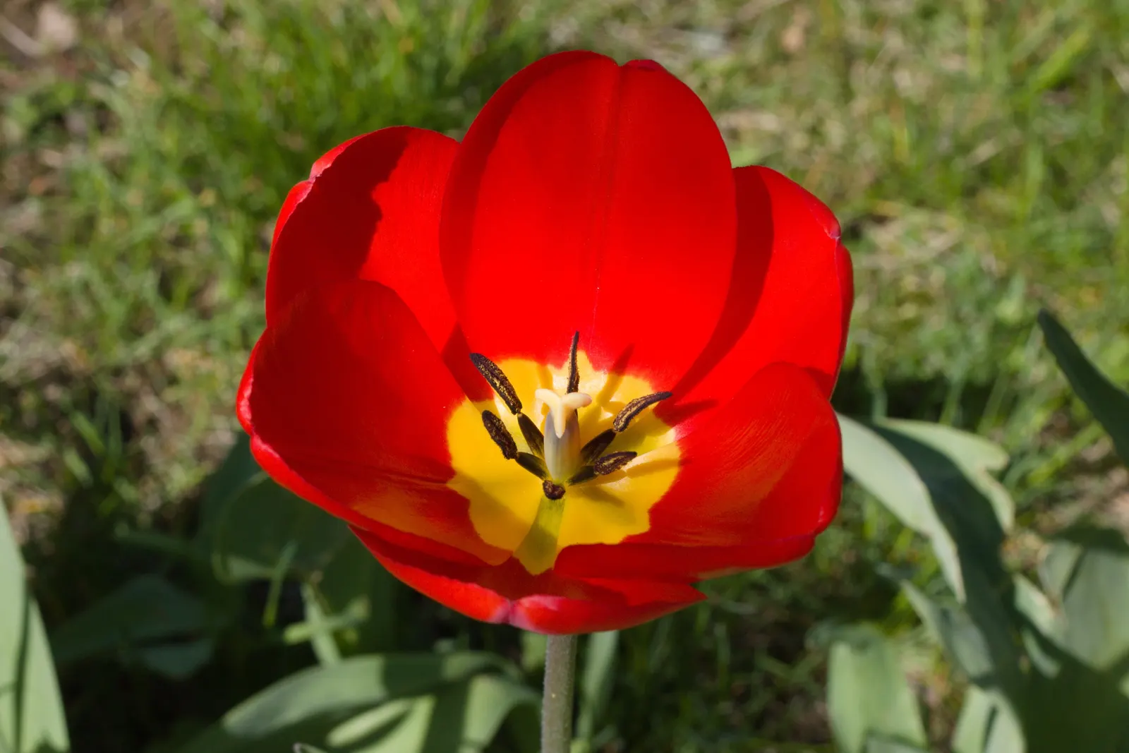 Garden Tulip (Tulipa Hybrids) — cup-shaped blooms atop sturdy stems; plant in autumn for a vibrant spring display, image 49
