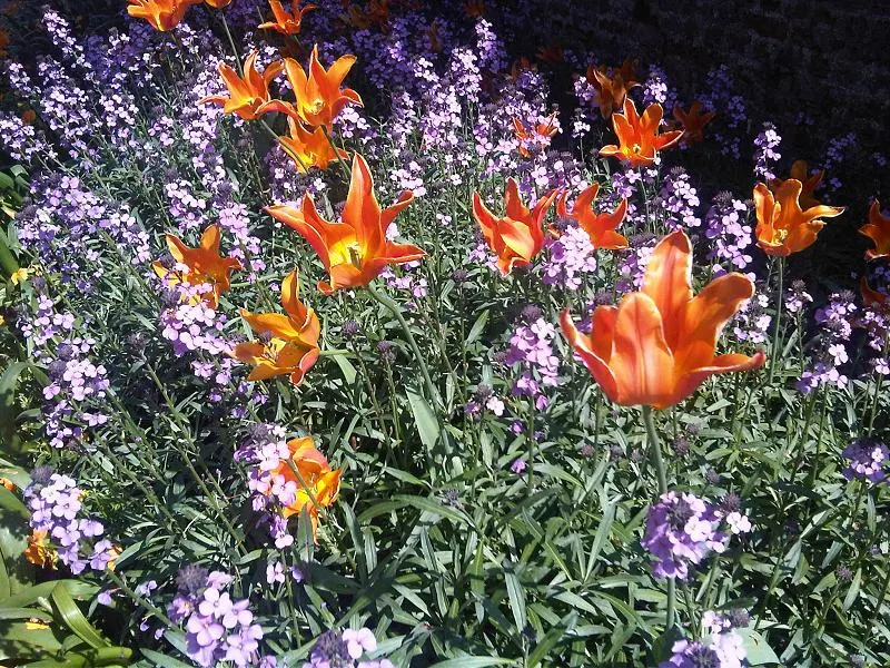 Garden Tulip (Tulipa Hybrids) — cup-shaped blooms atop sturdy stems; plant in autumn for a vibrant spring display, image 121