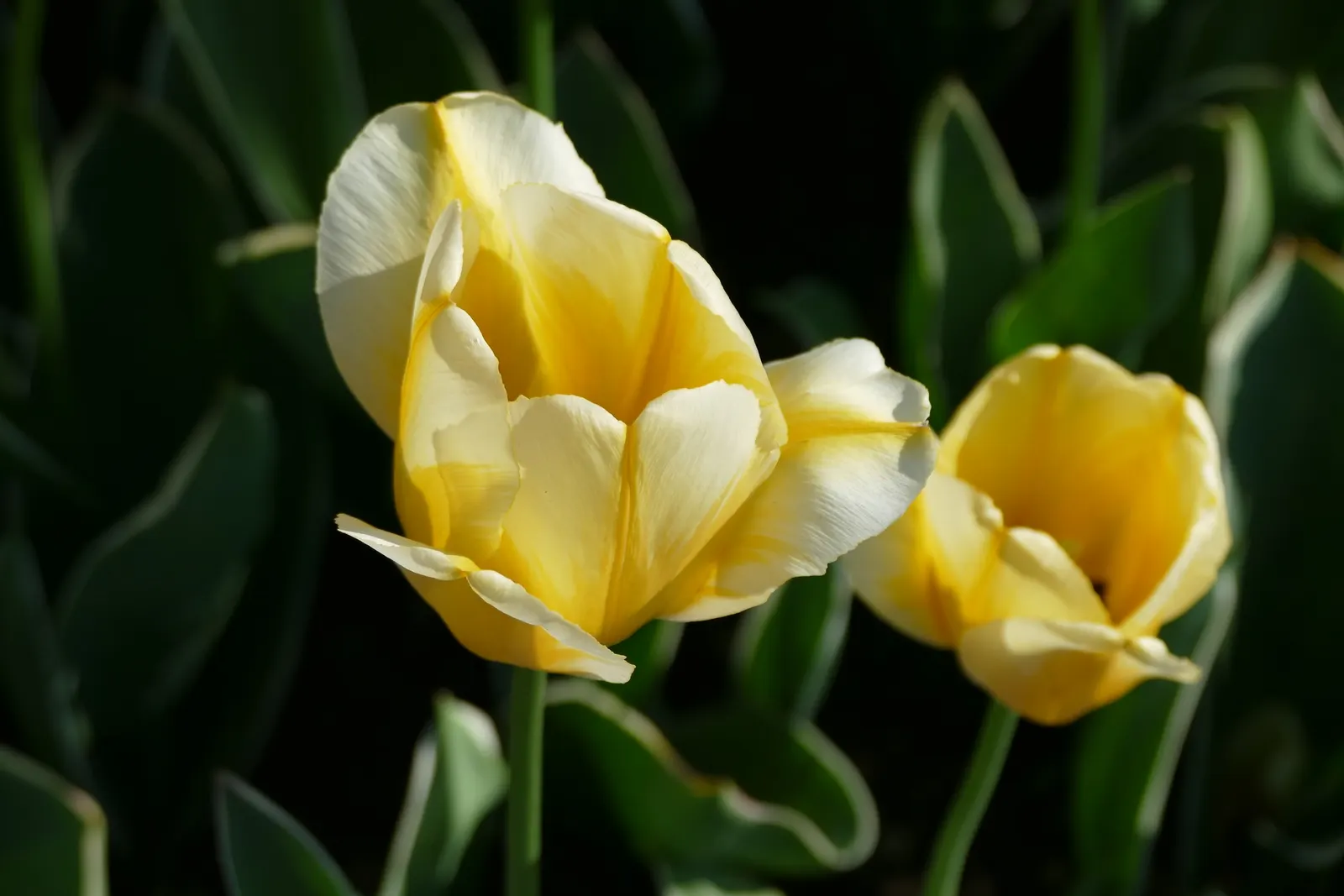Garden Tulip (Tulipa Hybrids) — cup-shaped blooms atop sturdy stems; plant in autumn for a vibrant spring display, image 73
