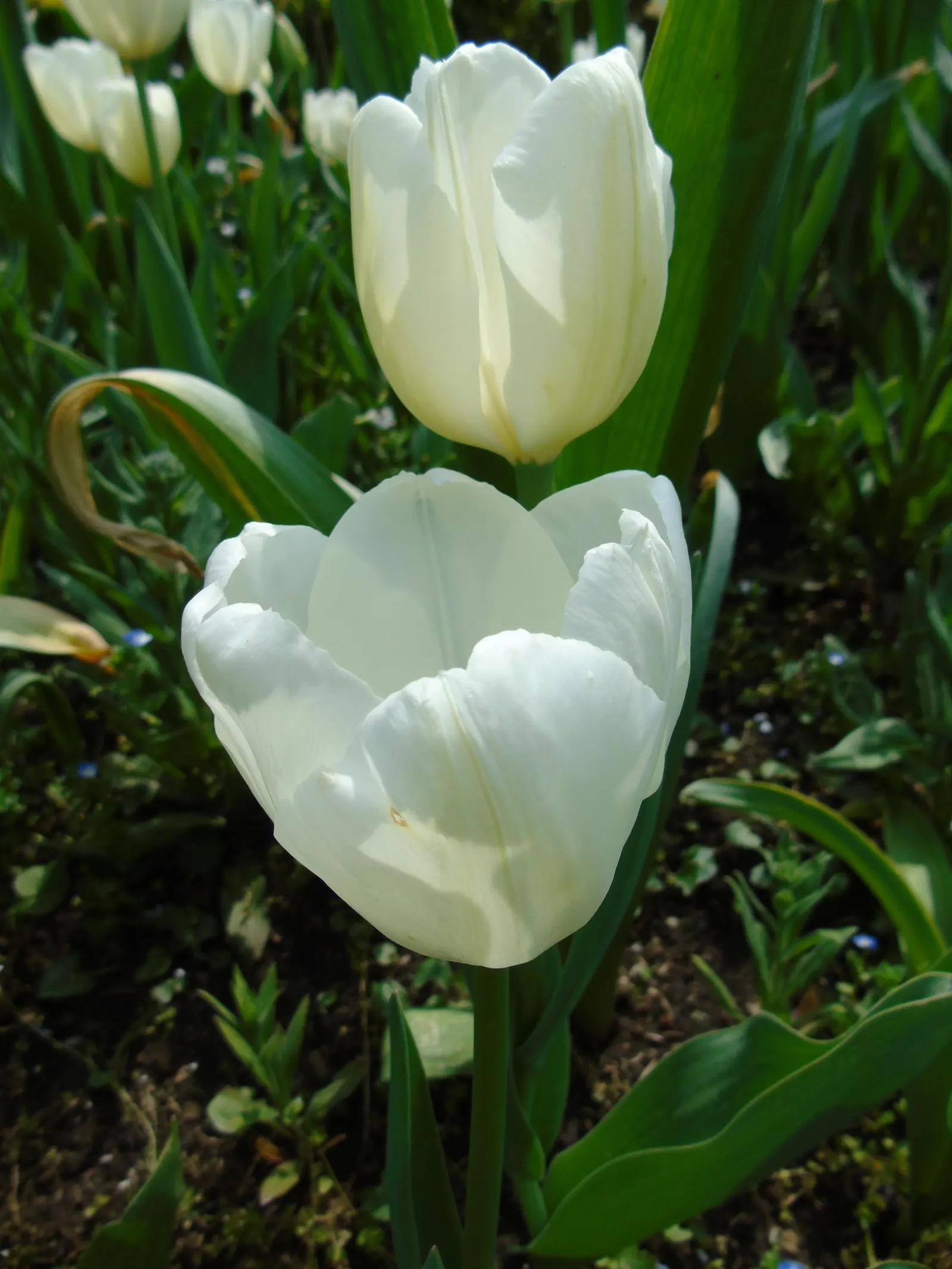 Garden Tulip (Tulipa Hybrids) — multi-colored and pink flowers in the garden