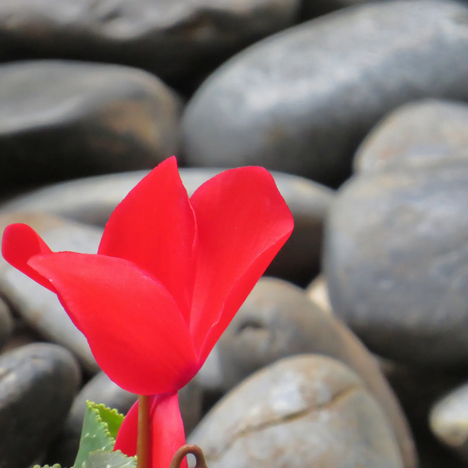 Garden Tulip (Tulipa Hybrids) — A treasure in any landscape design