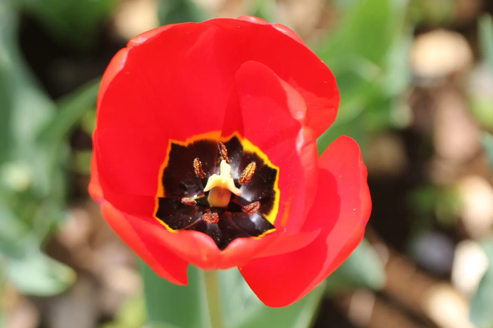 Garden Tulip (Tulipa Hybrids) — they add a burst of color and can be coordinated for thematic designs; blooming typically occurs from early to late, image 126