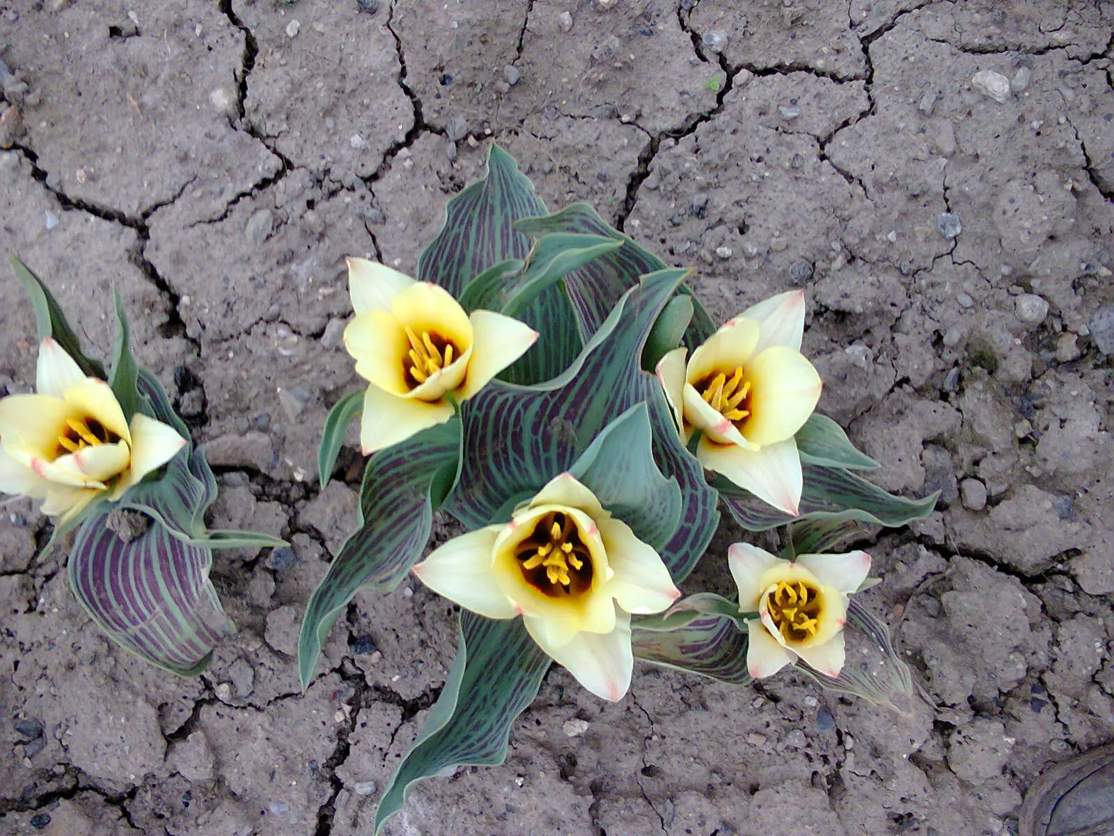Garden Tulip (Tulipa Hybrids) — reaching 6-24 inches in height; which span a vivid spectrum from single, image 122