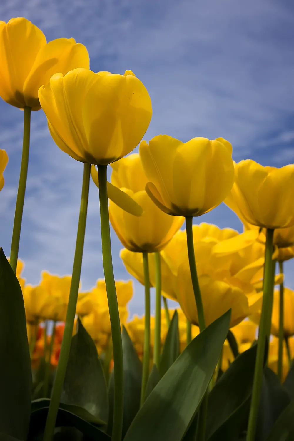 Garden Tulip (Tulipa Hybrids) — The blooms can measure up to 6 inches in diameter when fully open; dependent on the variety and growing conditions, image 109