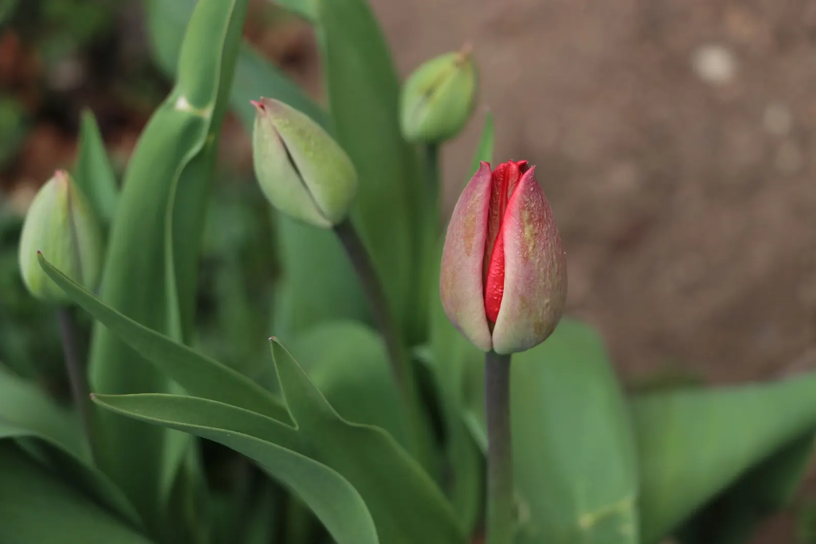 Garden Tulip (Tulipa Hybrids) — garden tulips typically reach a height of 10 to 28 inches; hardiness zones vary per variety, typically 3-8, image 128