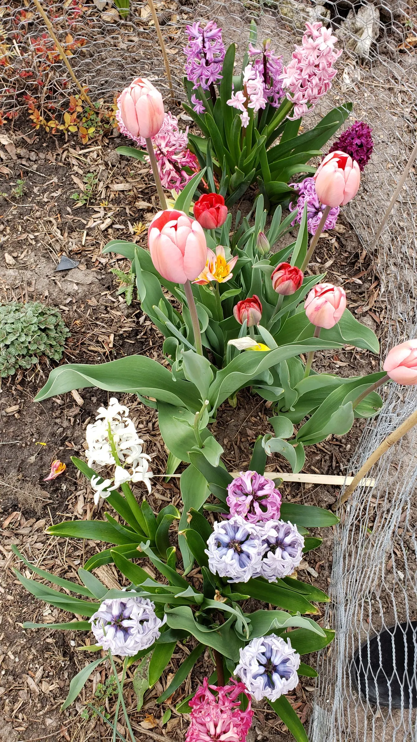 Garden Tulip (Tulipa Hybrids) — Hardiness zones vary per variety, typically 3-8; garden tulips typically reach a height of 10 to 28 inches