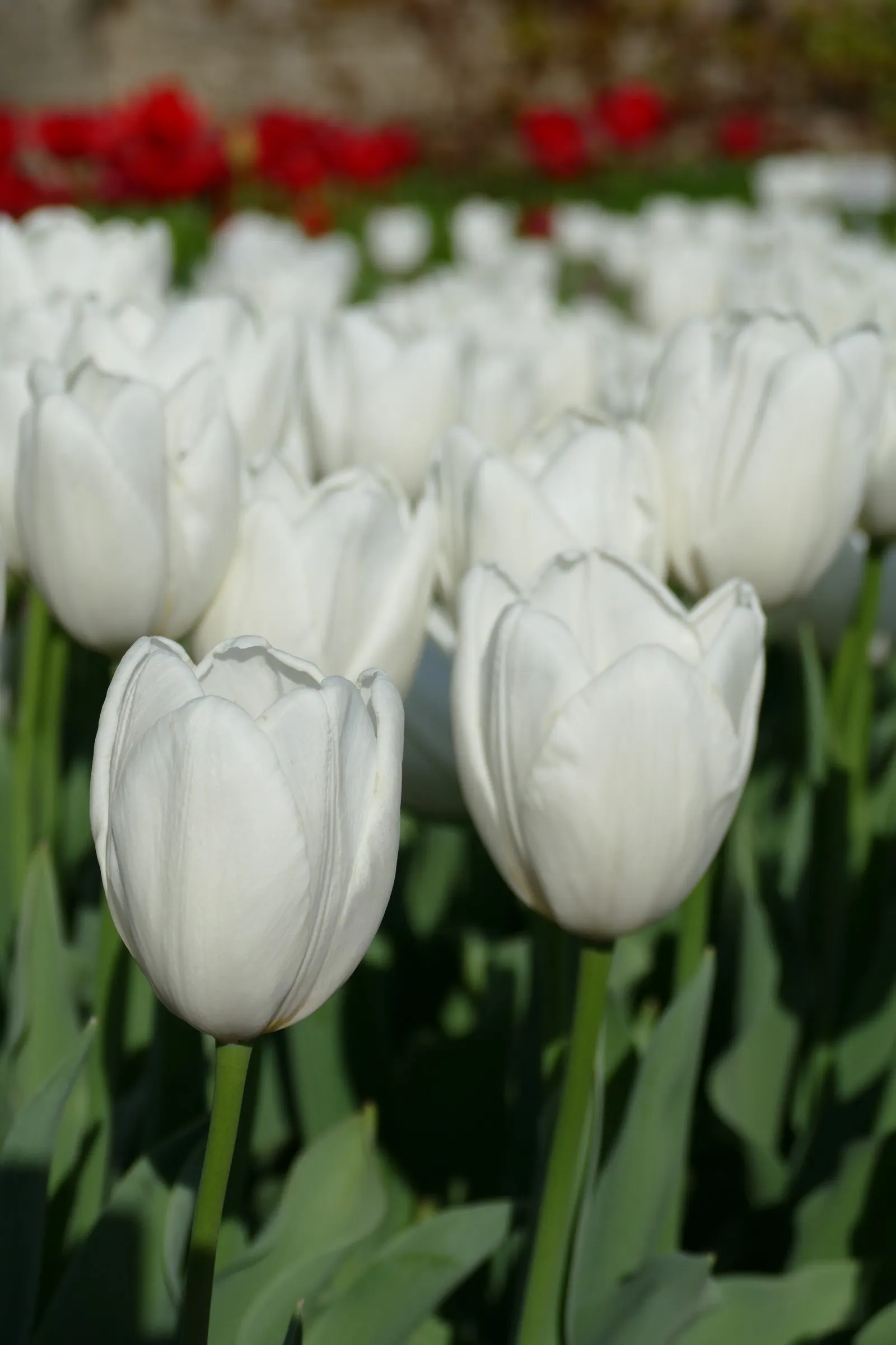 Garden Tulip (Tulipa Hybrids) — sometimes fringed flowers; garden Tulips are excellent for mass plantings, borders, or as a striking focal point, image 130