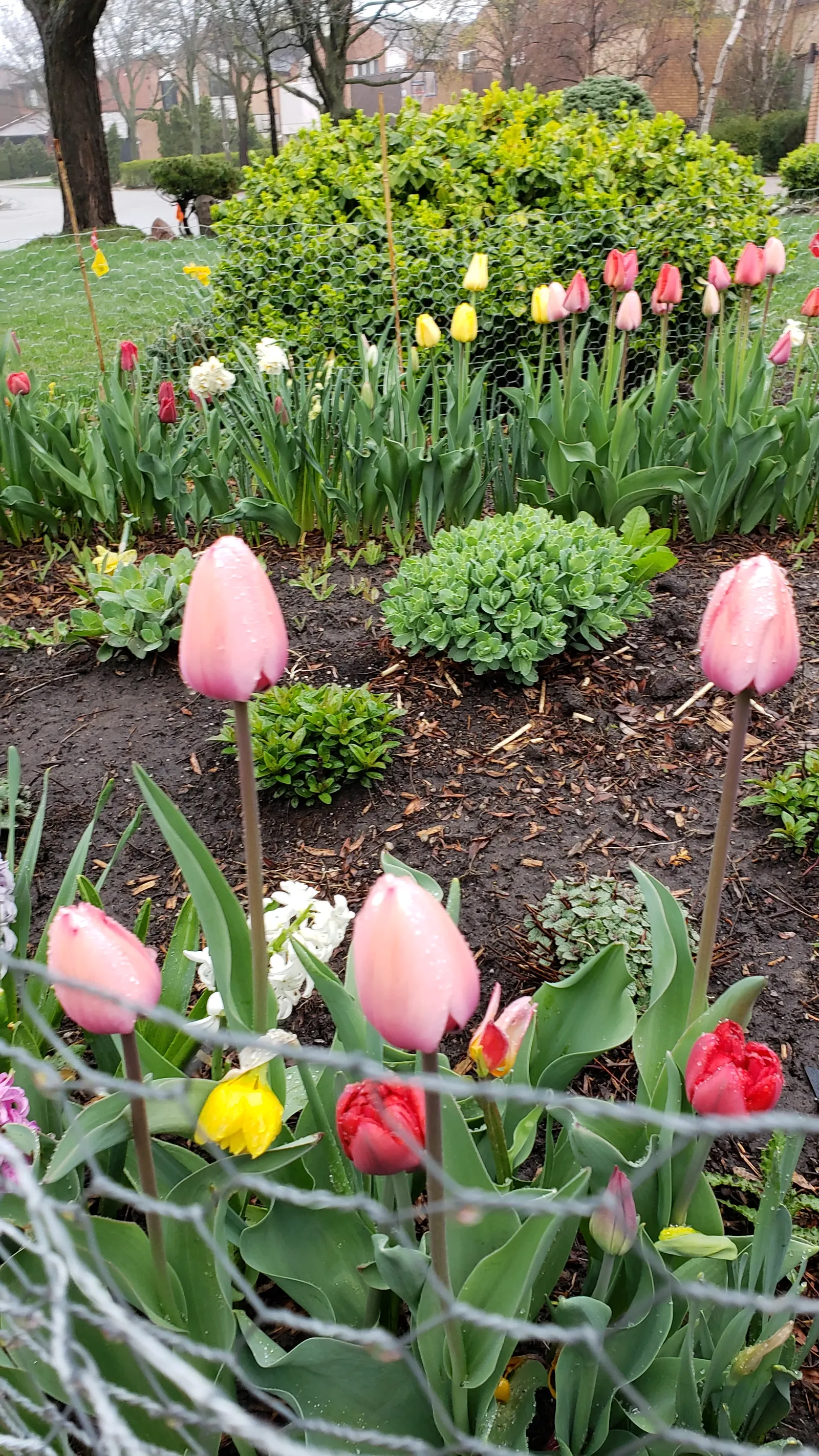 Garden Tulip (Tulipa Hybrids) — Garden Tulips are excellent for mass plantings, borders, or as a striking focal point when grouped in clusters, image 115