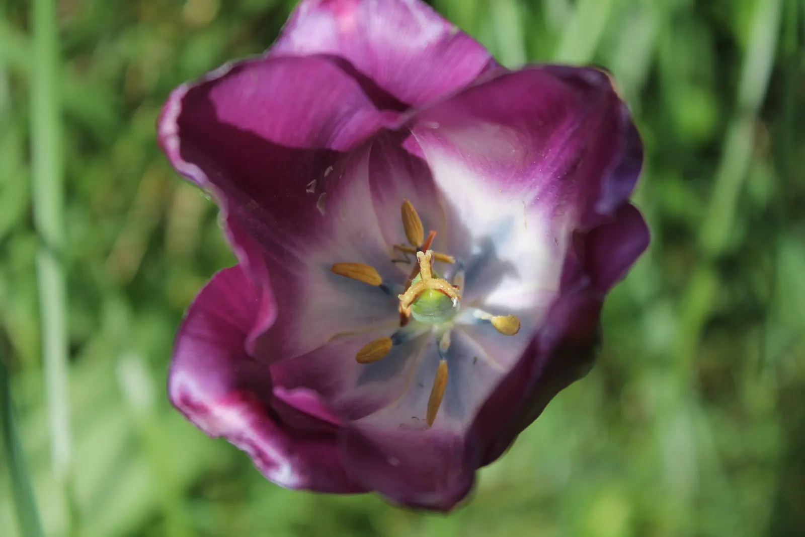 Garden Tulip (Tulipa Hybrids) — making them a true centerpiece in garden compositions; bulb with multi-colored and pink blooms, image 86