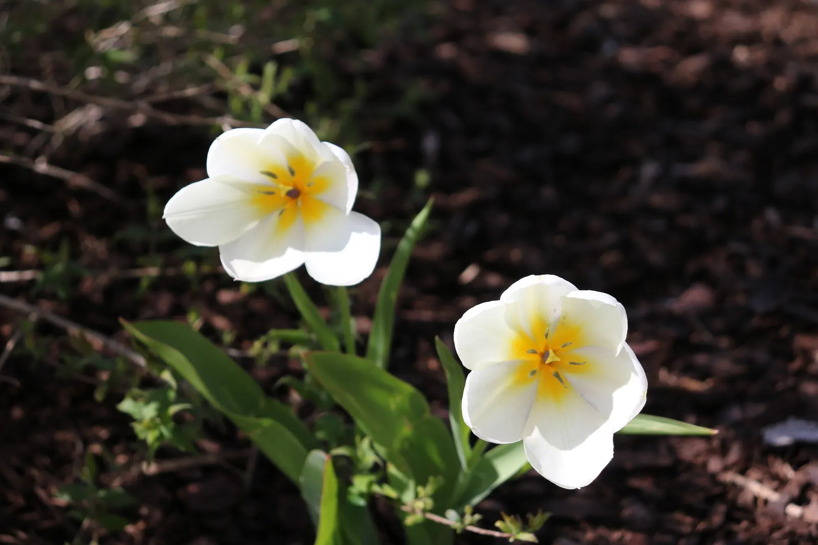 Garden Tulip (Tulipa Hybrids) — making them a true centerpiece in garden compositions; bulb with multi-colored and pink blooms