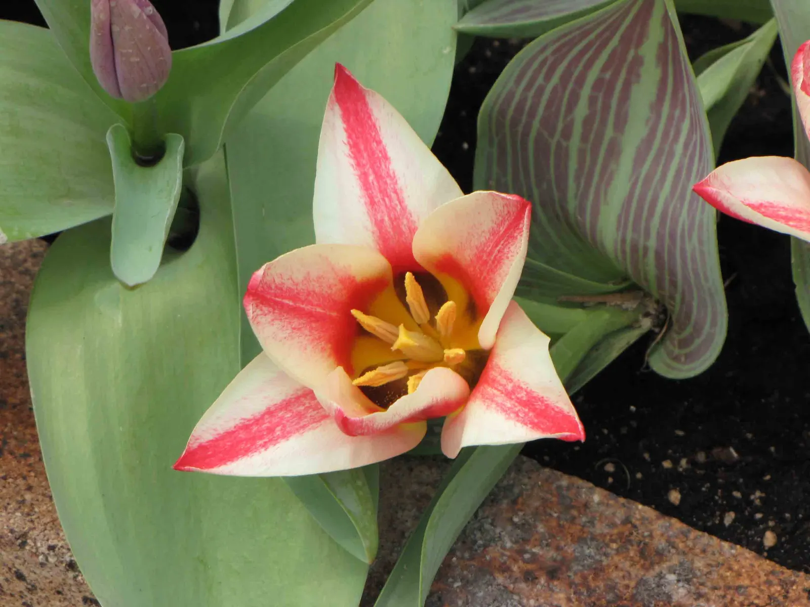 Garden Tulip (Tulipa Hybrids) — Blooming typically occurs from early to late spring; they add a burst of color and can be coordinated for thematic, image 135