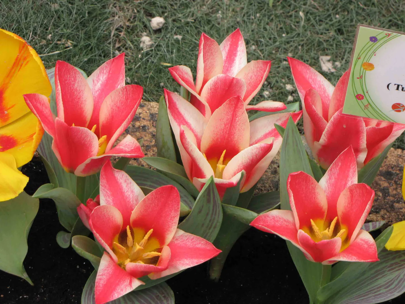 Garden Tulip (Tulipa Hybrids) — dependent on the variety and growing conditions