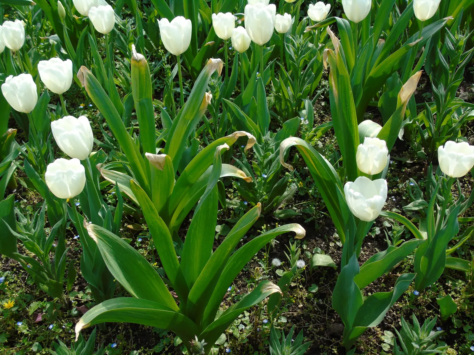 Garden Tulip (Tulipa Hybrids) — Garden Tulips are excellent for mass plantings, borders, or as a striking focal point when grouped in clusters, image 67